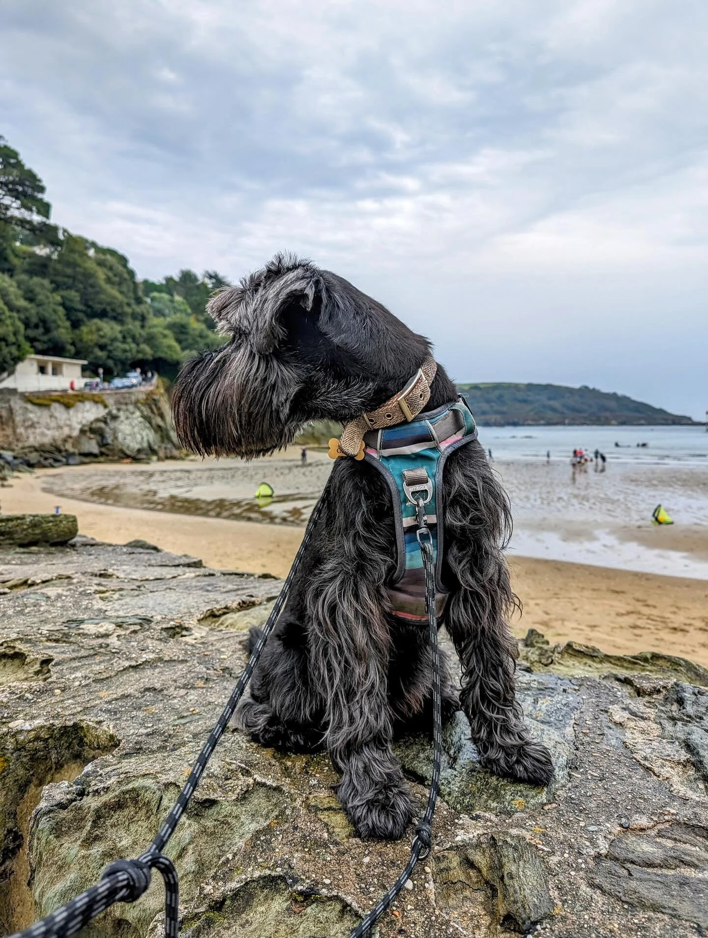There are so many great beaches to visit with your pooch whilst on holiday at Camellia Cottage. Here are a few of our faves&hellip;&hellip;
#broadsandsbeach #goodringtonsands #blackpoolsands #elberrycove #classiccottages #devon #englishriviera #devon