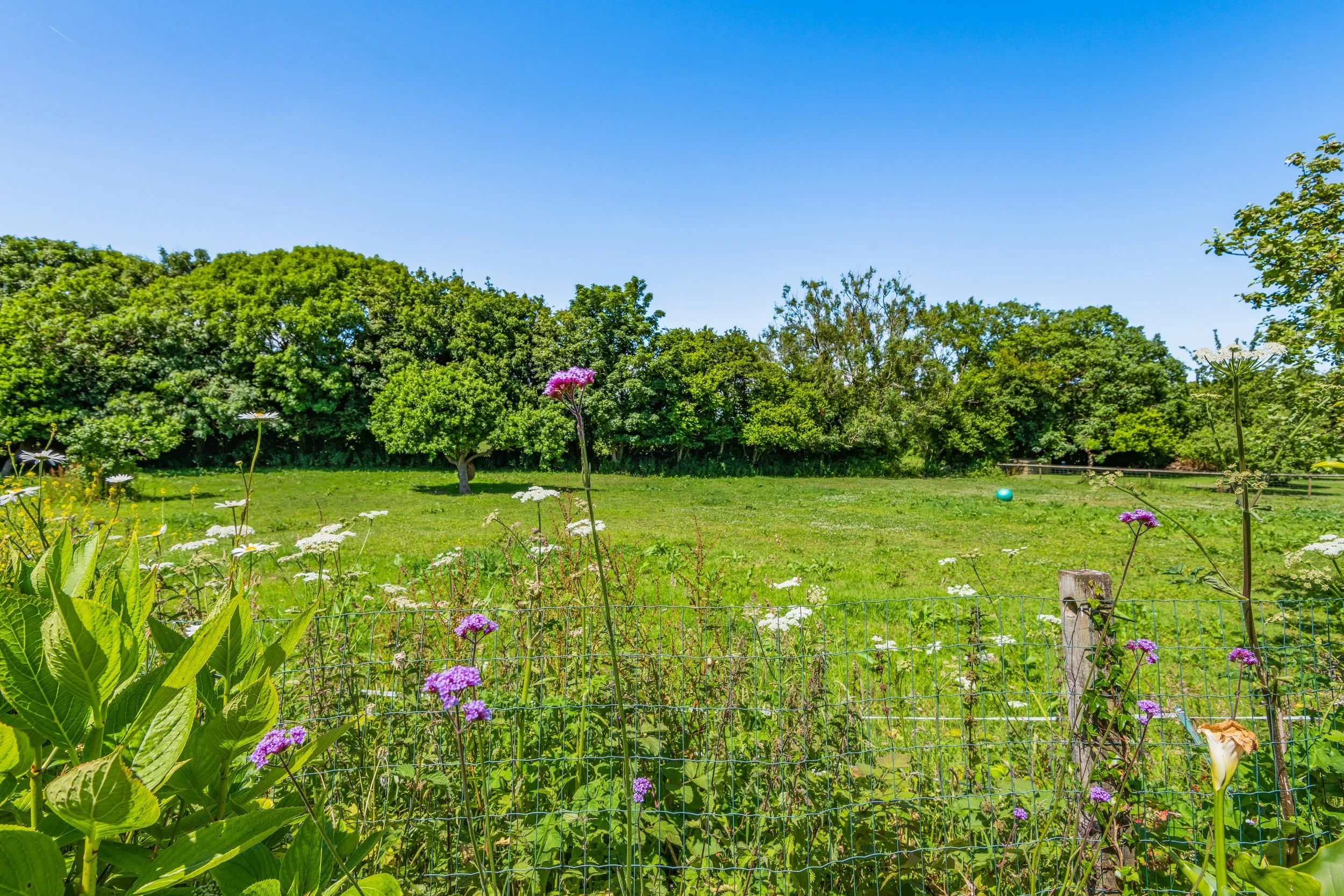 A lush green field with a small fence, various flowers including white daisies and purple verbena, and a background of dense trees under a clear blue sky.