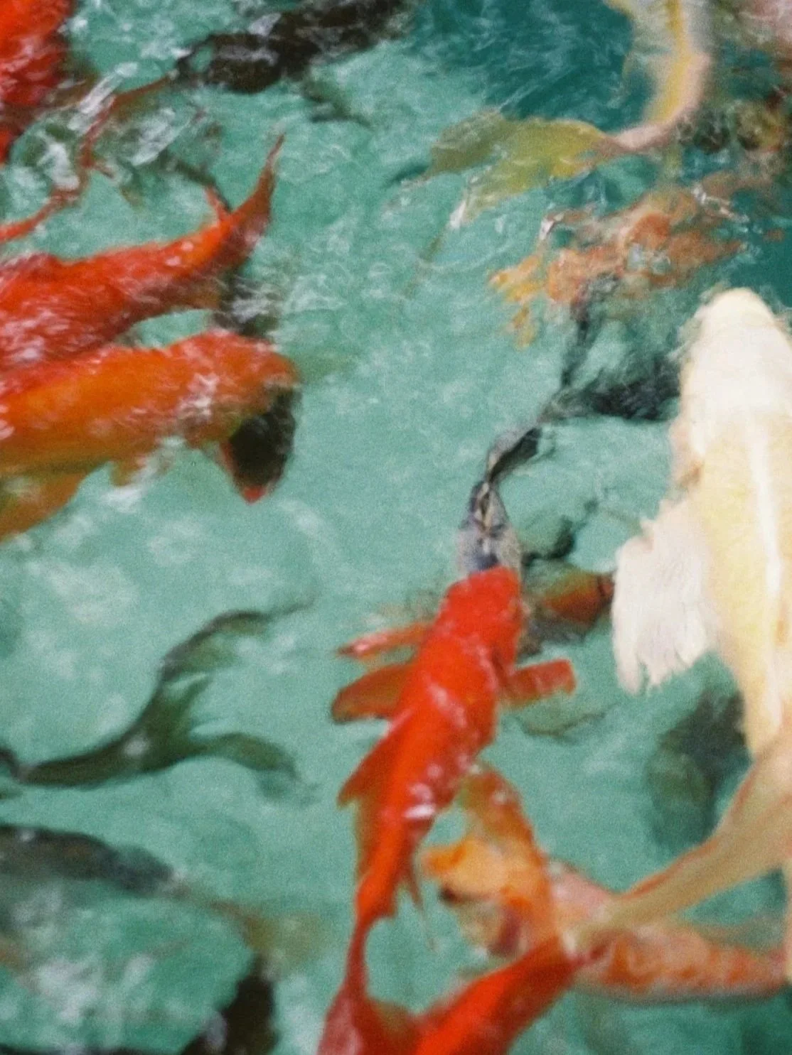 Colorful koi fish swimming in a pond with water lilies and lily pads.