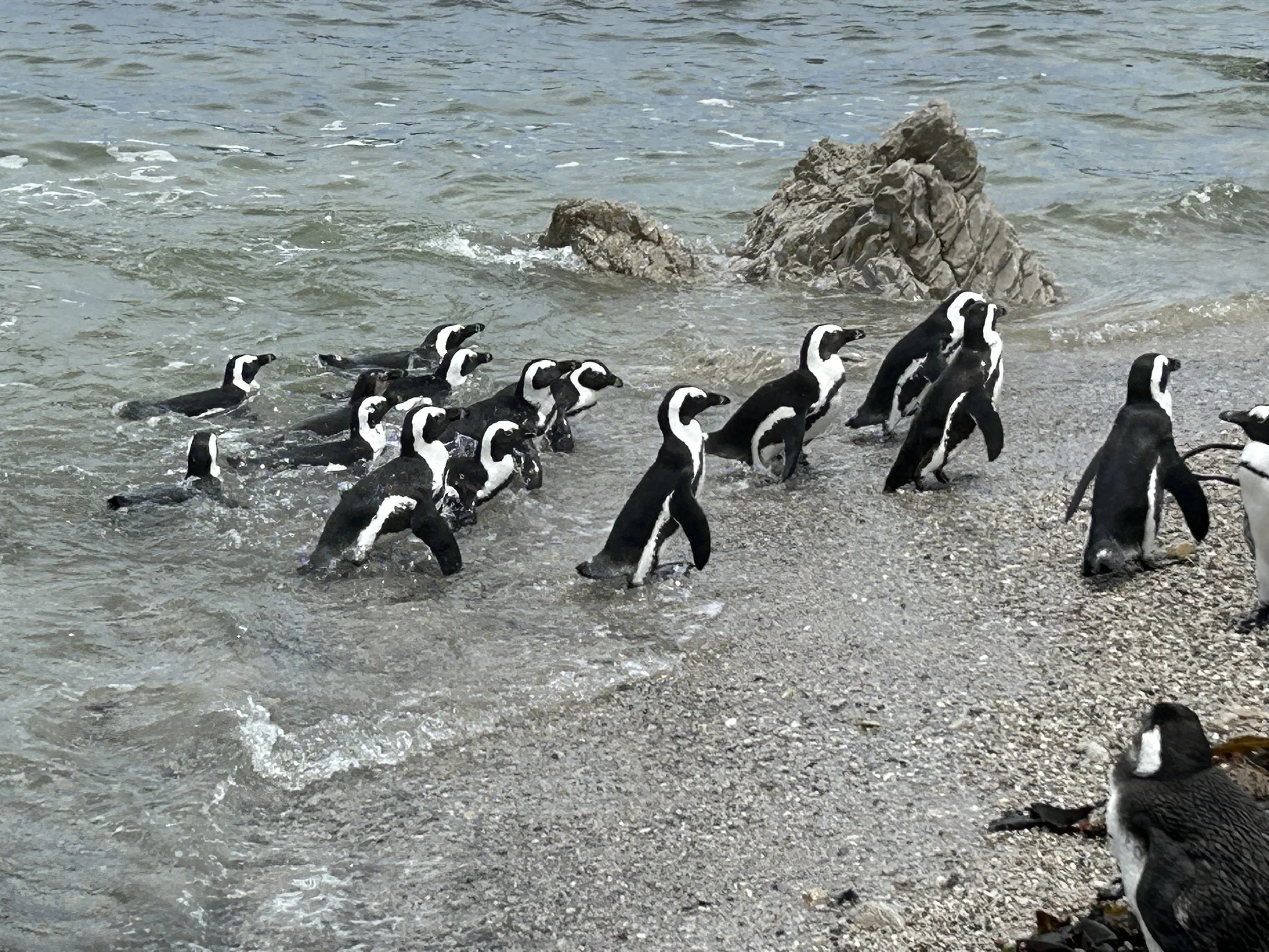 Group of penguins walking out of the water onto a rocky and sandy beach.