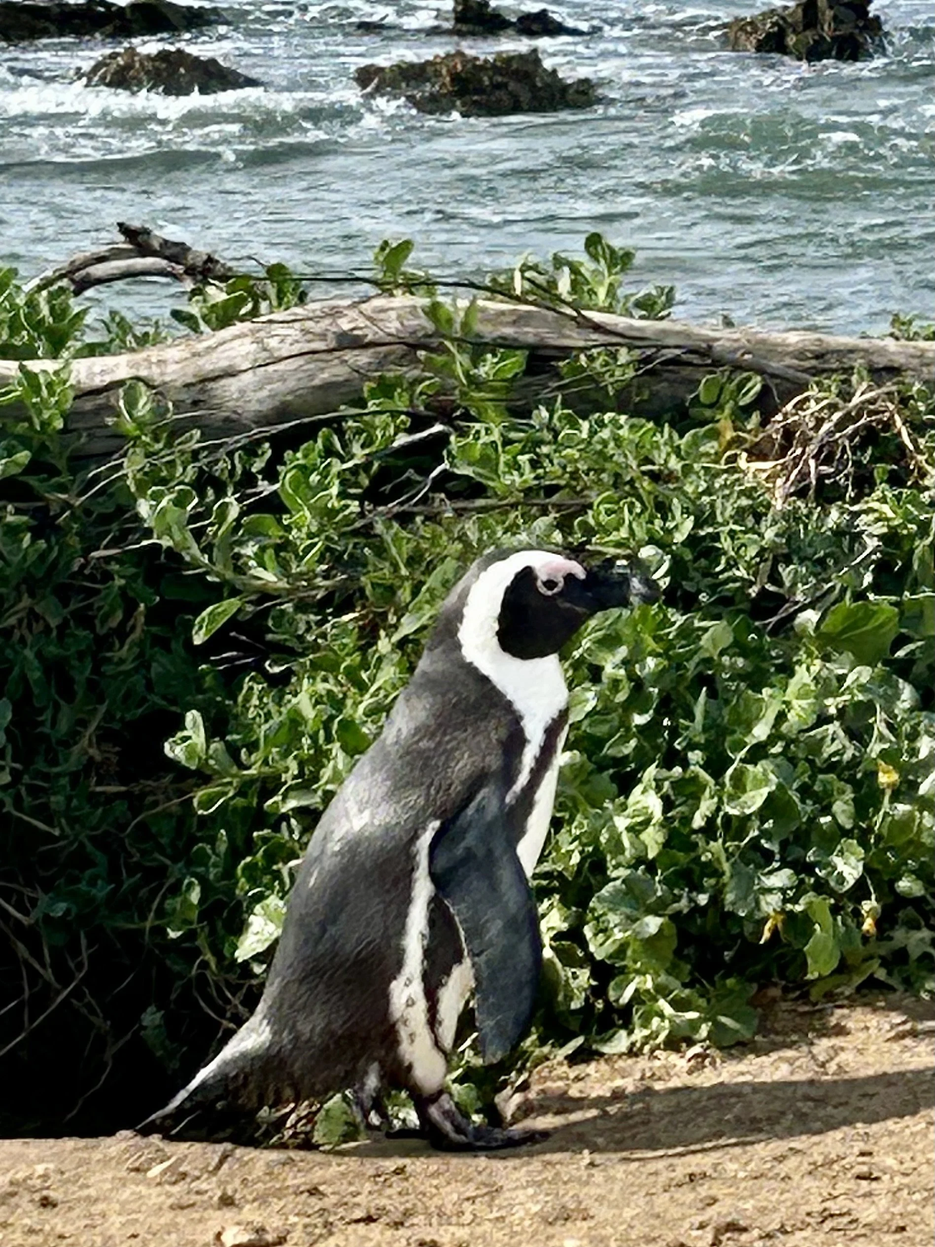 Stony Point Penguin colony - Betty's Bay