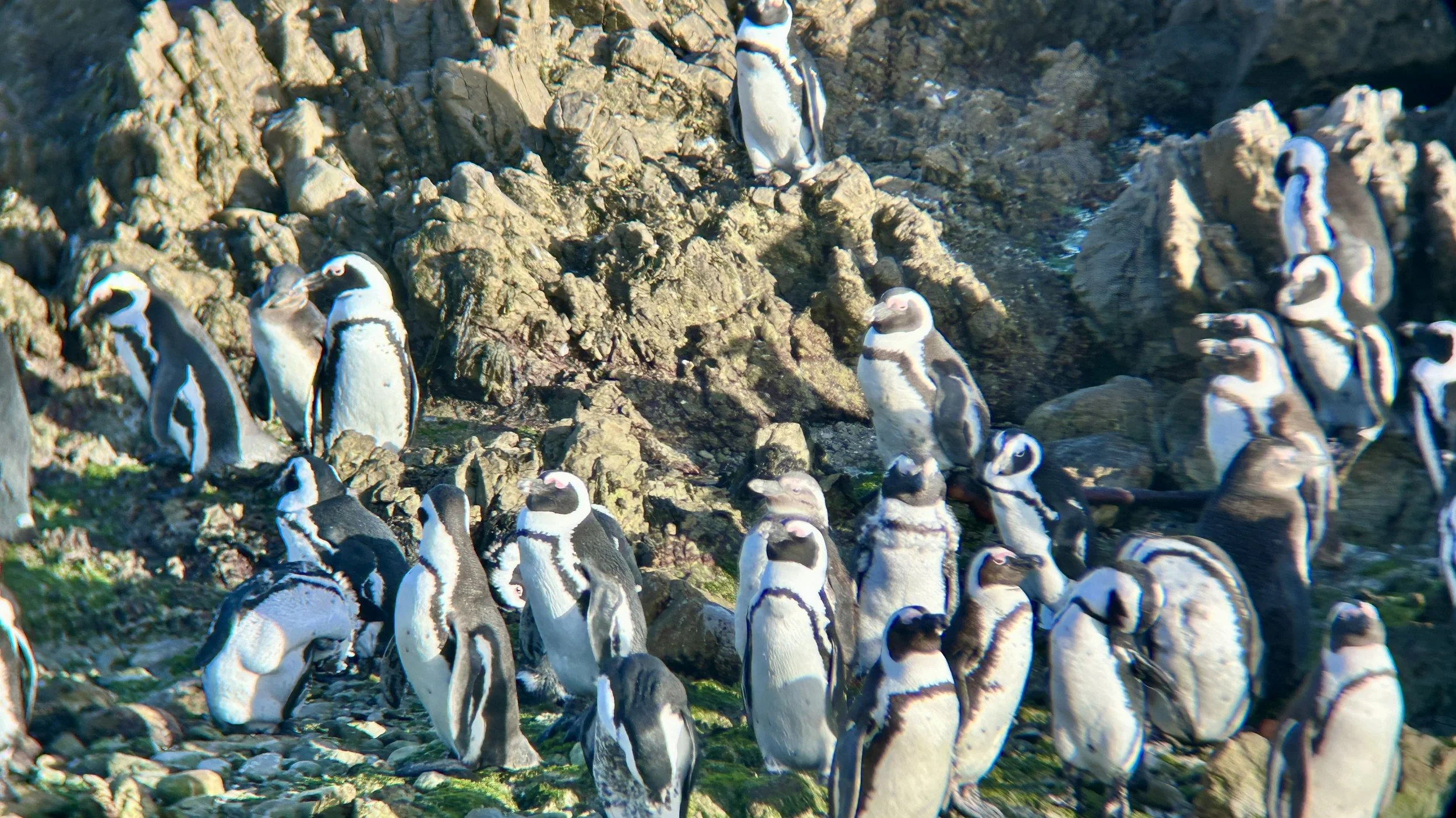 Stony Point Penguin Colony