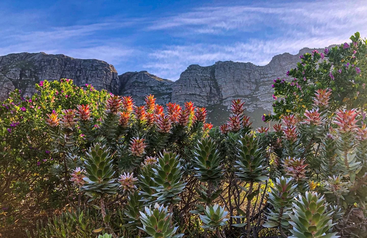 Mountains in the background with lush green bushes and succulent plants with pink and orange flowers in the foreground