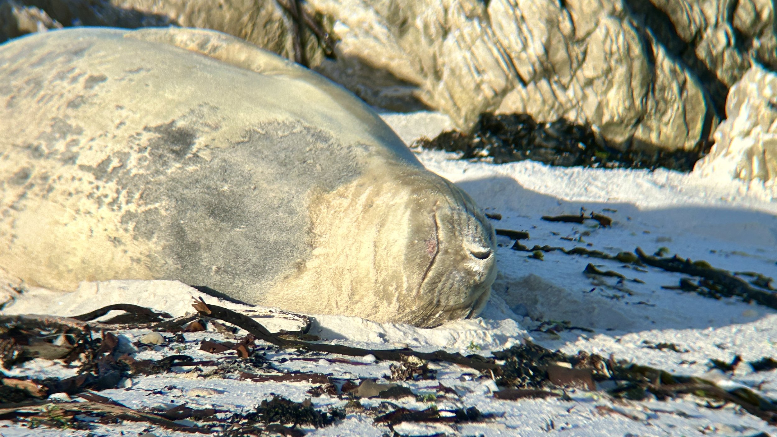 Visiting elephant seal