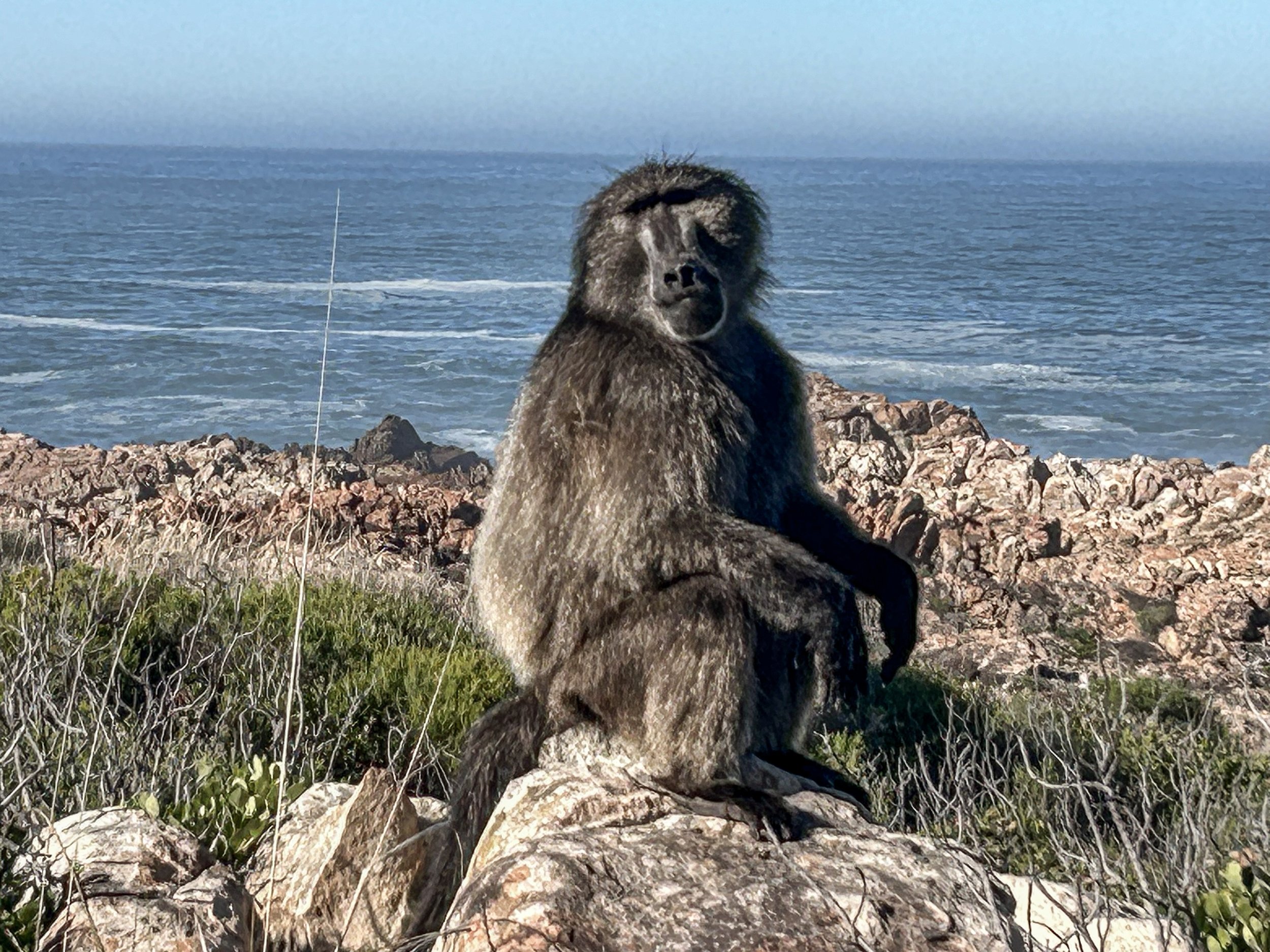 Betty's resident Baboon