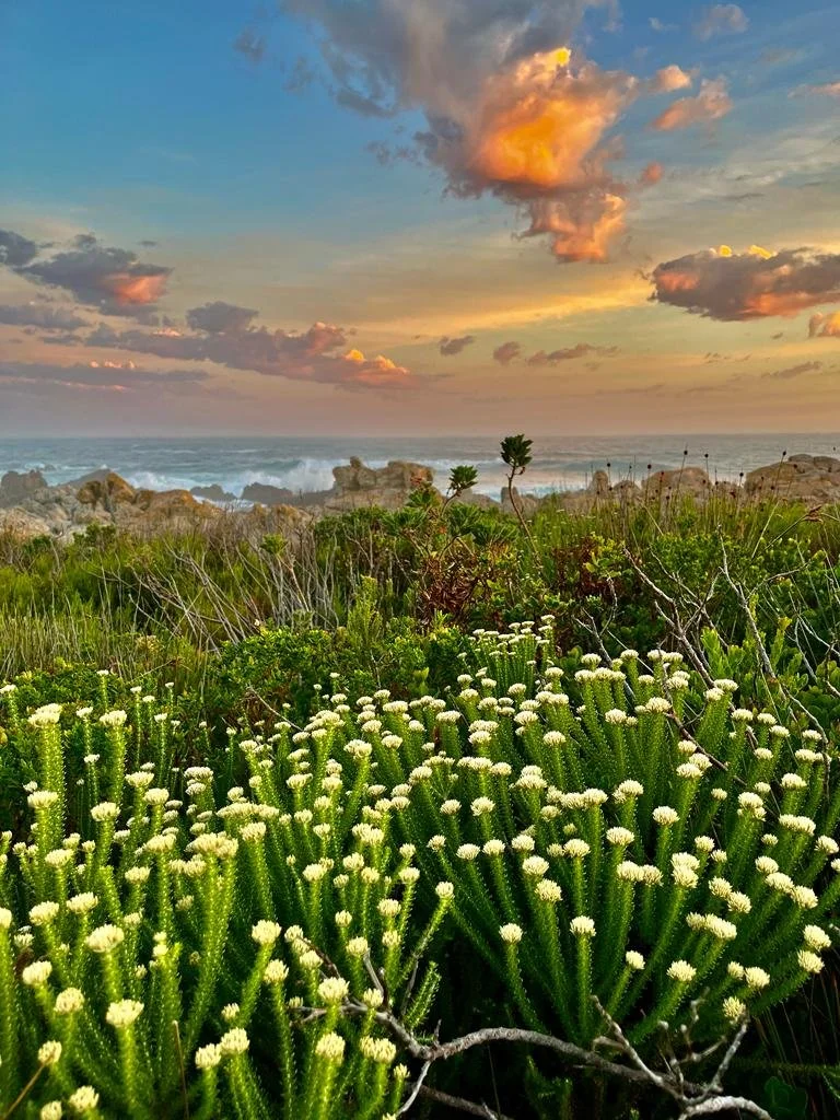 Green fynbos with white flowers in foreground at rocky coastal landscape, blue ocean waves in middle ground, and colorful sunset sky with clouds in background.