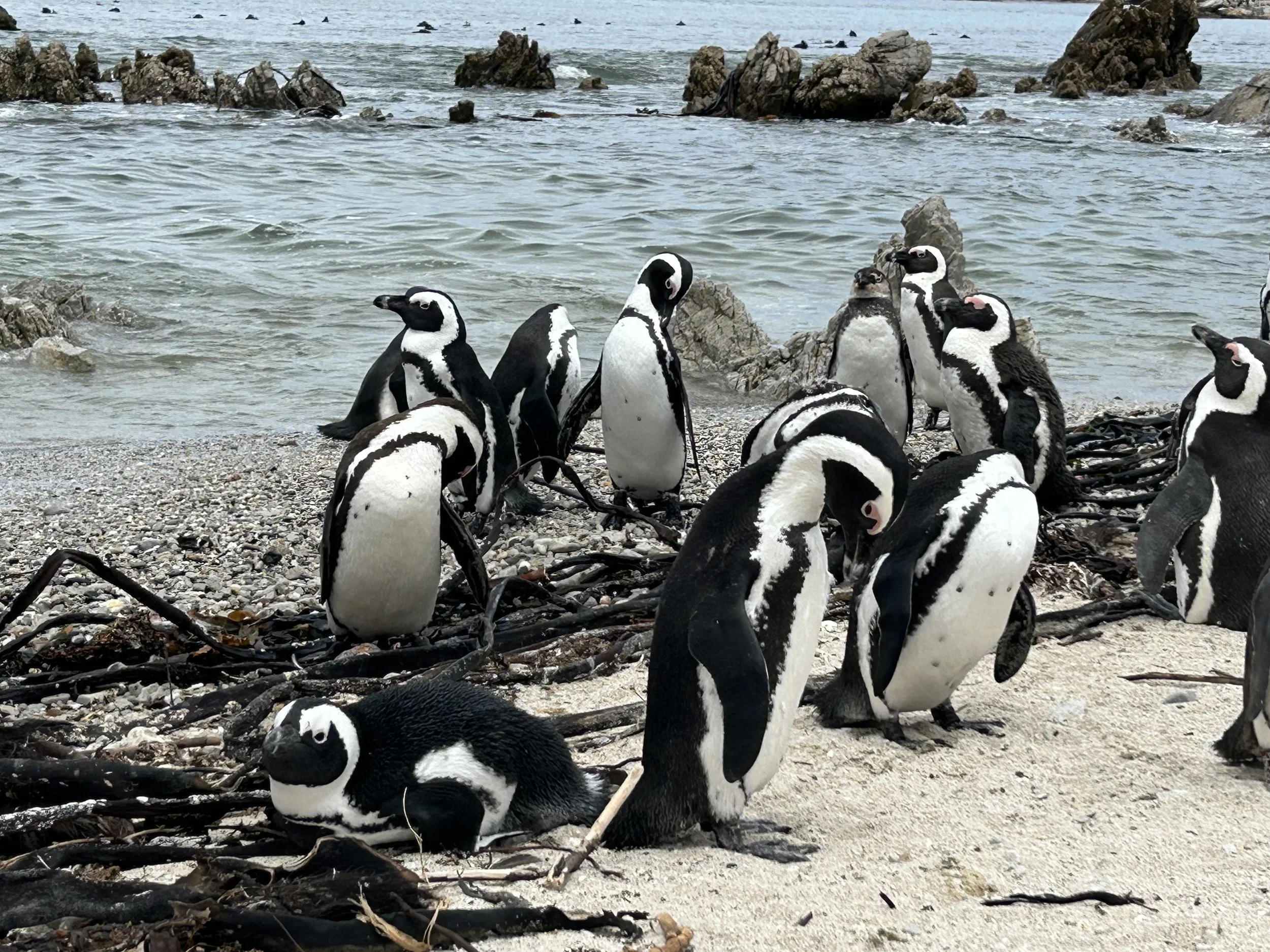 A group of African penguins on a sandy beach with rocks and the ocean in the background.