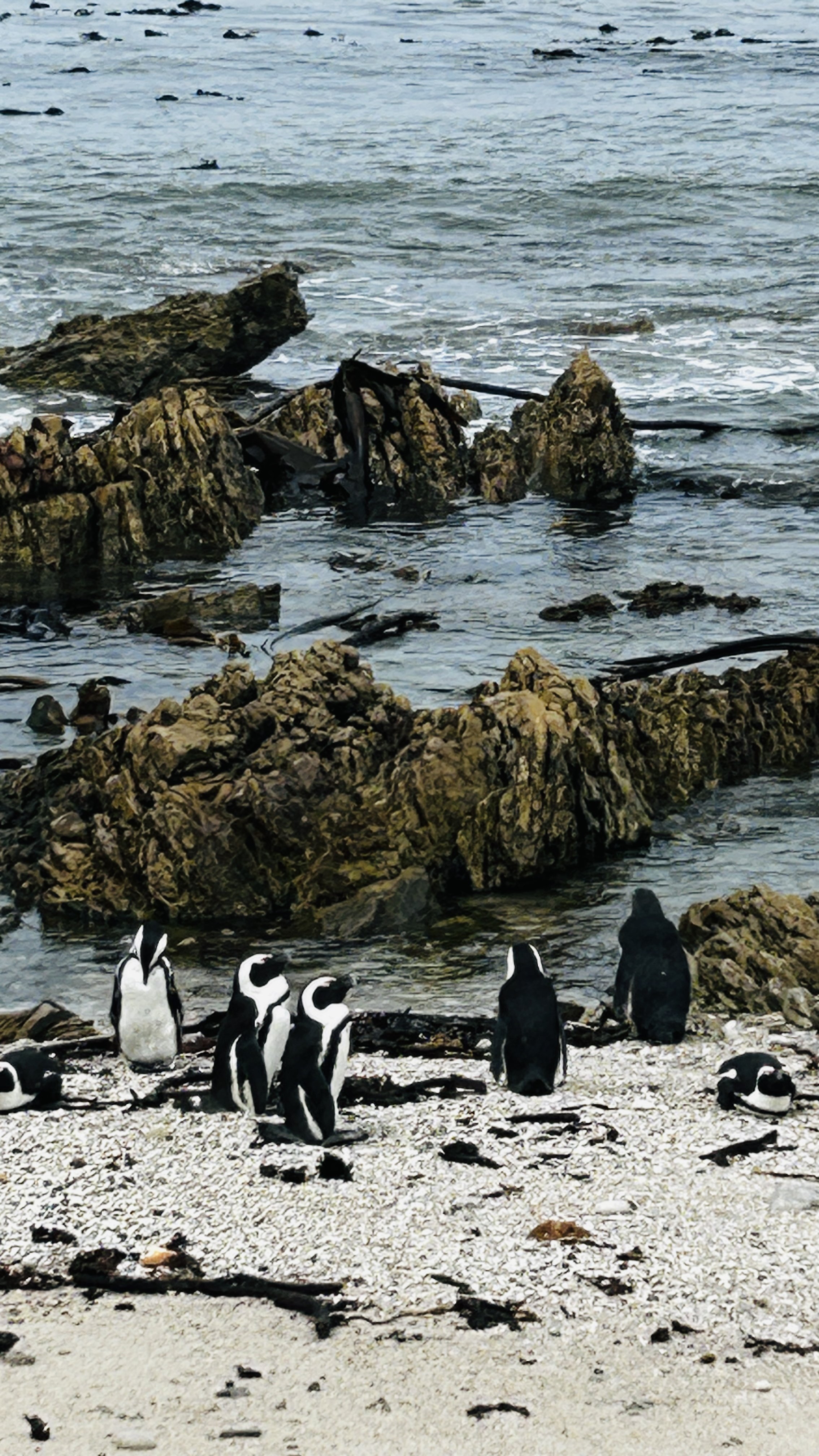 A group of penguins gathered on a sandy beach near rocky formations and the ocean, with some rocks visible in the background and water splashing against them.