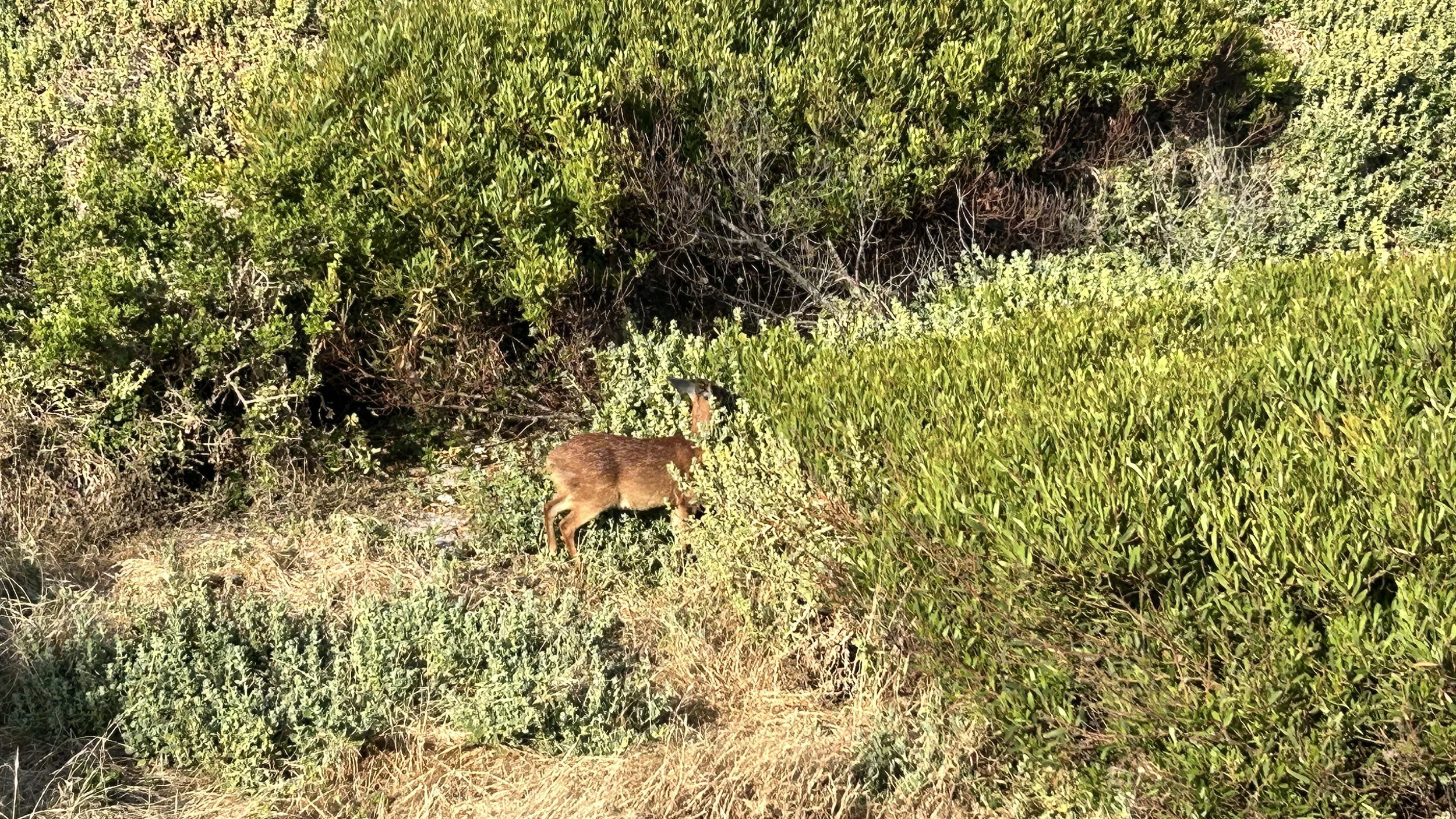 Buck at Stony Point Penguin Colony