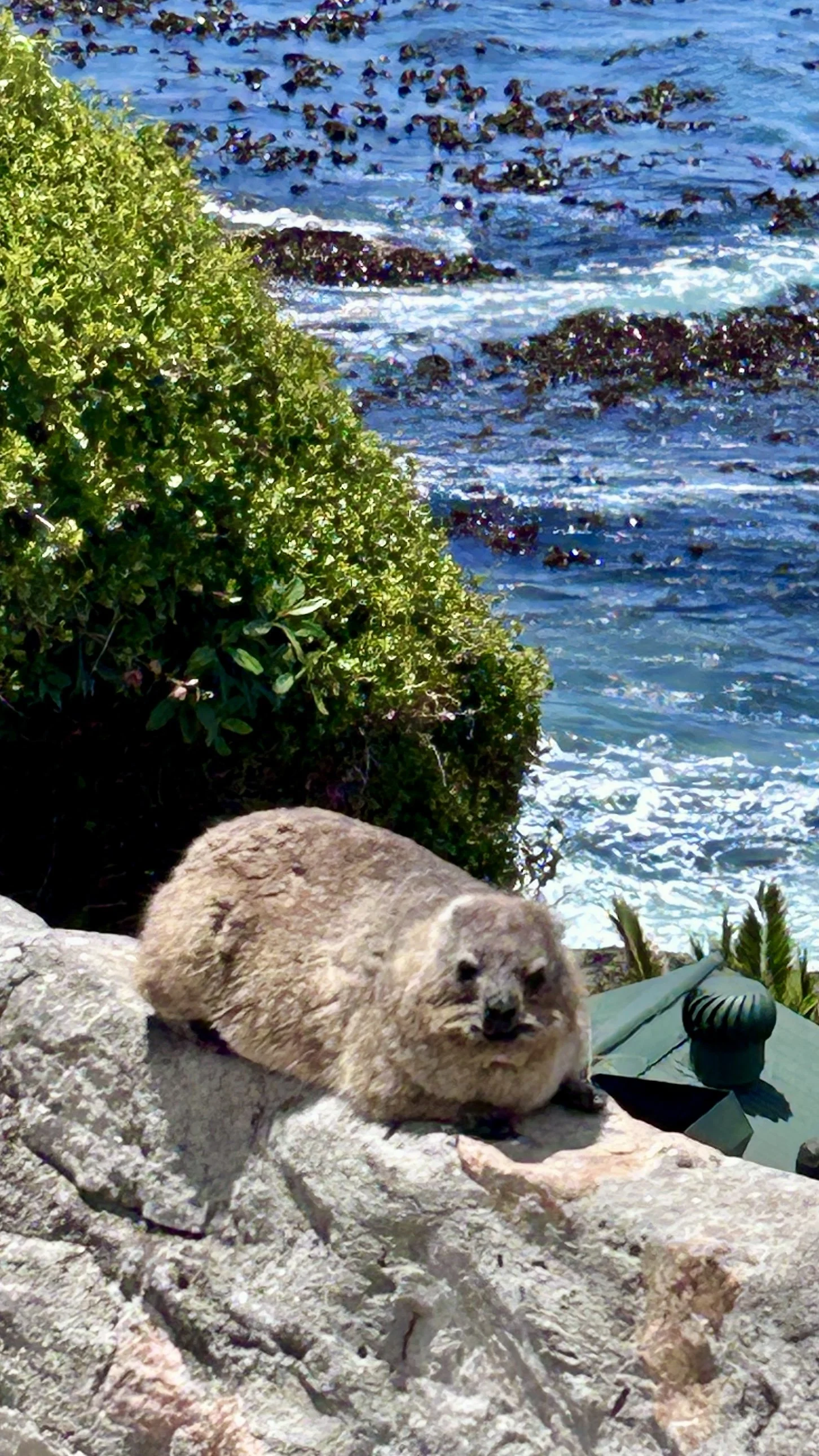 Dassie in Hermanus