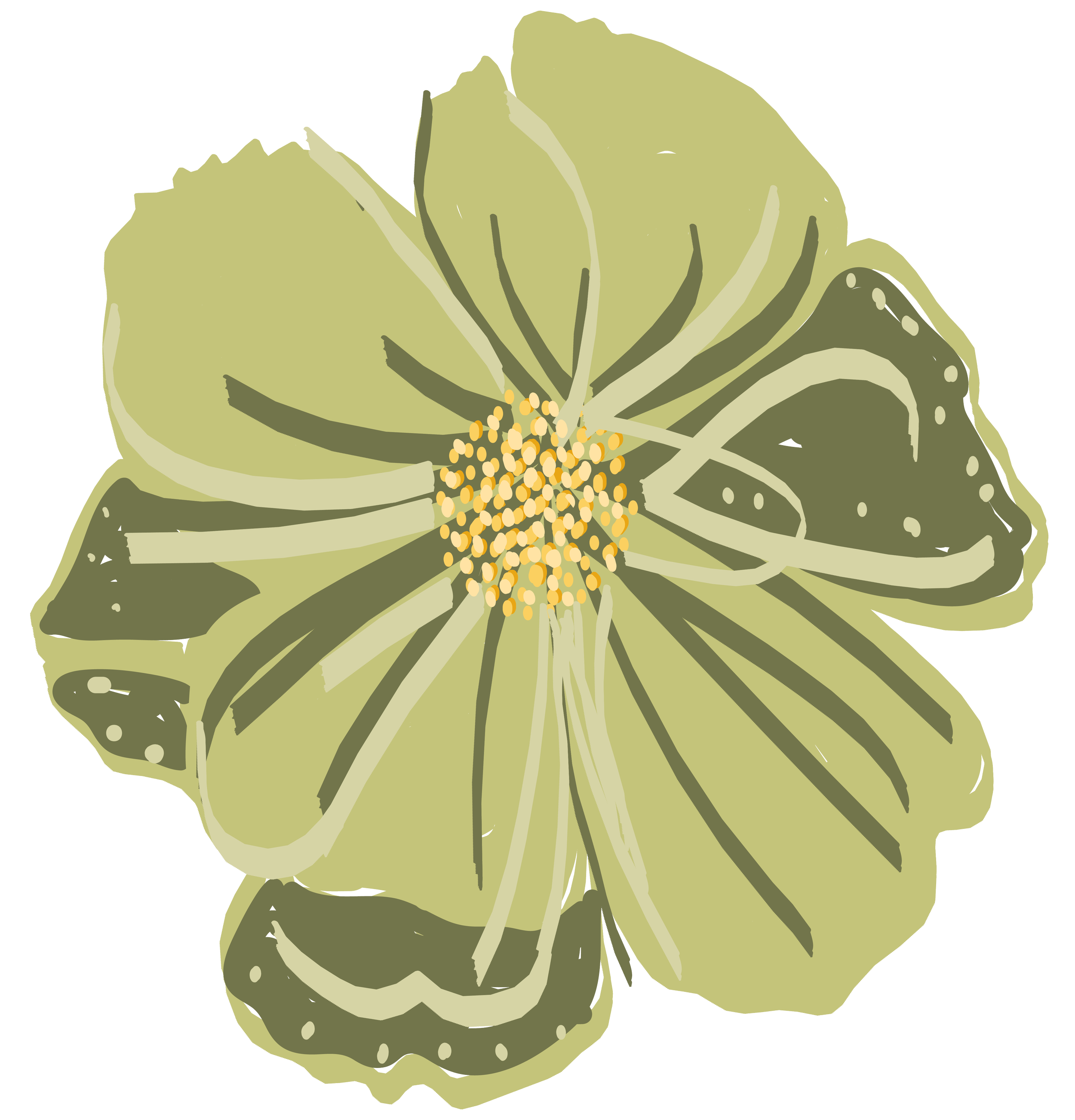 A close-up illustration of a hibiscus flower in shades of olive green and yellow, showing its petals and central stamens.