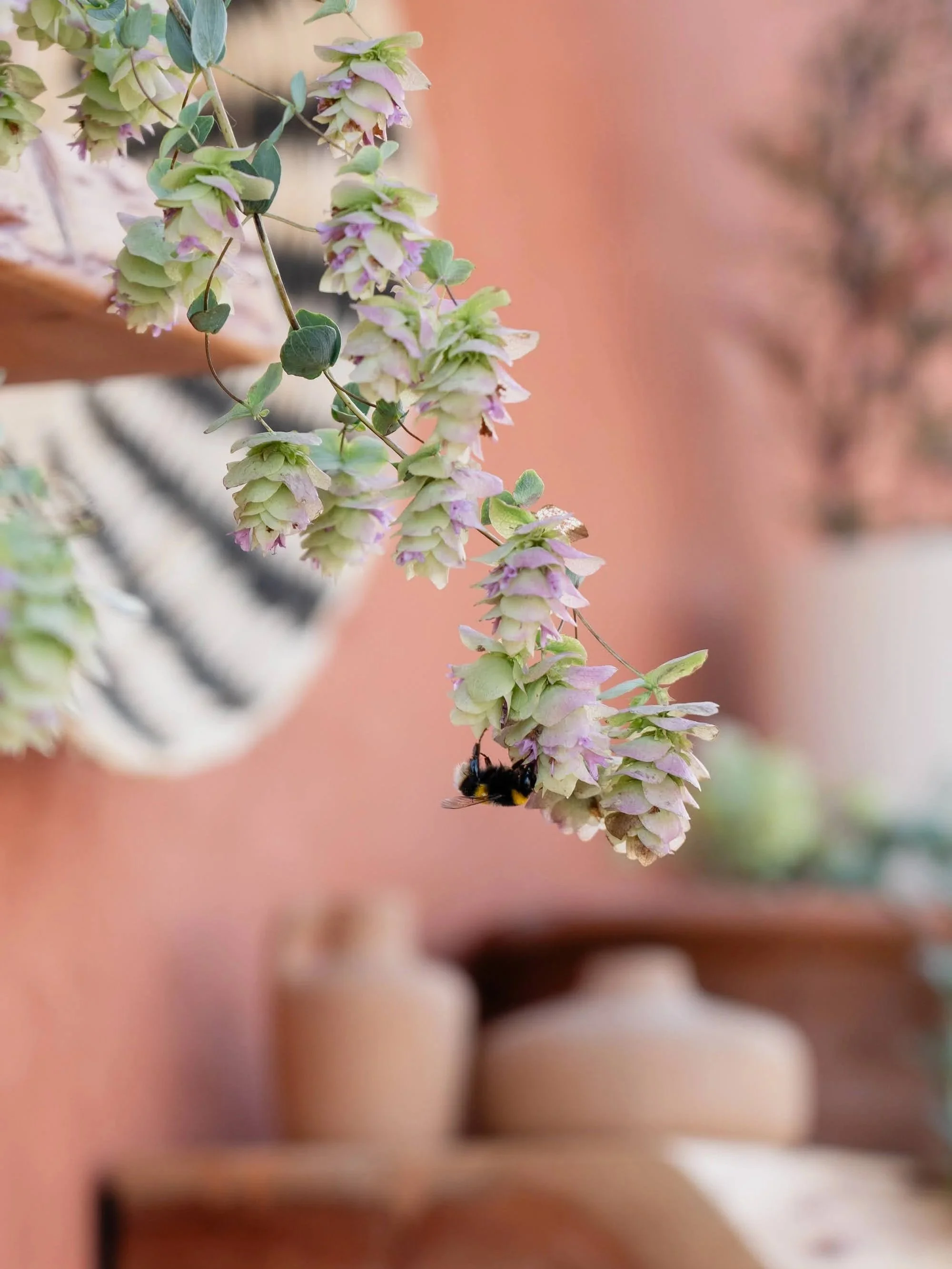 RHS+Hampton+Court+2025%2C+A+Quiet+Retreat+-+Show+Garden+Katerina+Kantalis+66.jpg