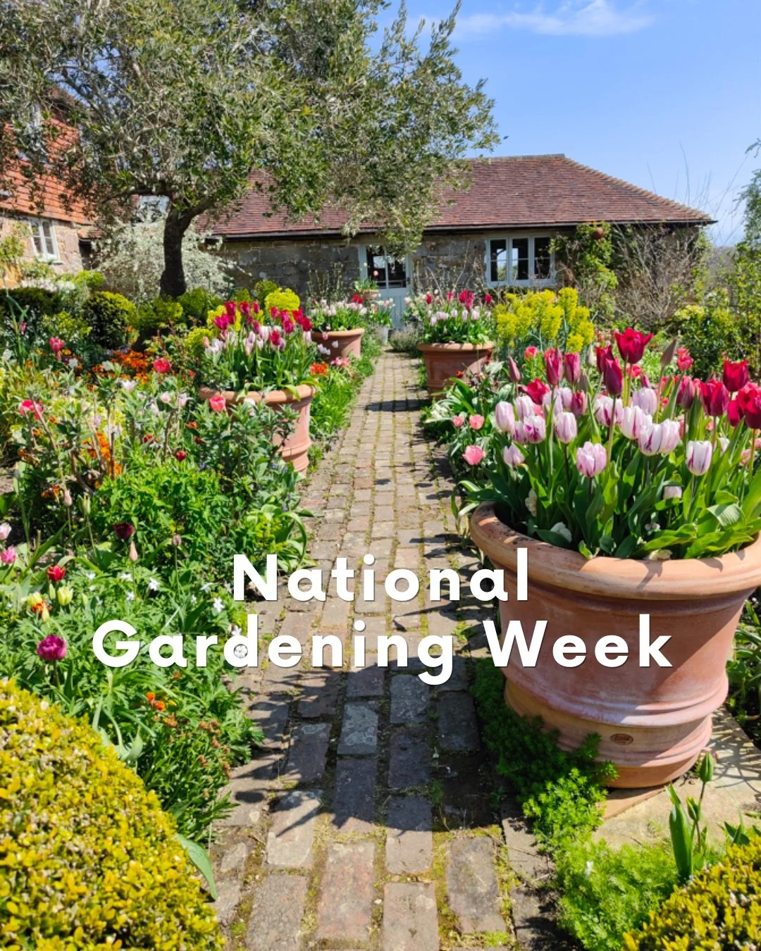It's National Gardening Week 🌿

This year's theme is curiosity - and it's one that sits at the heart of how I approach every garden I design.

The best gardens aren't just beautiful to look at. They reward the people in them. A plant you didn't noti