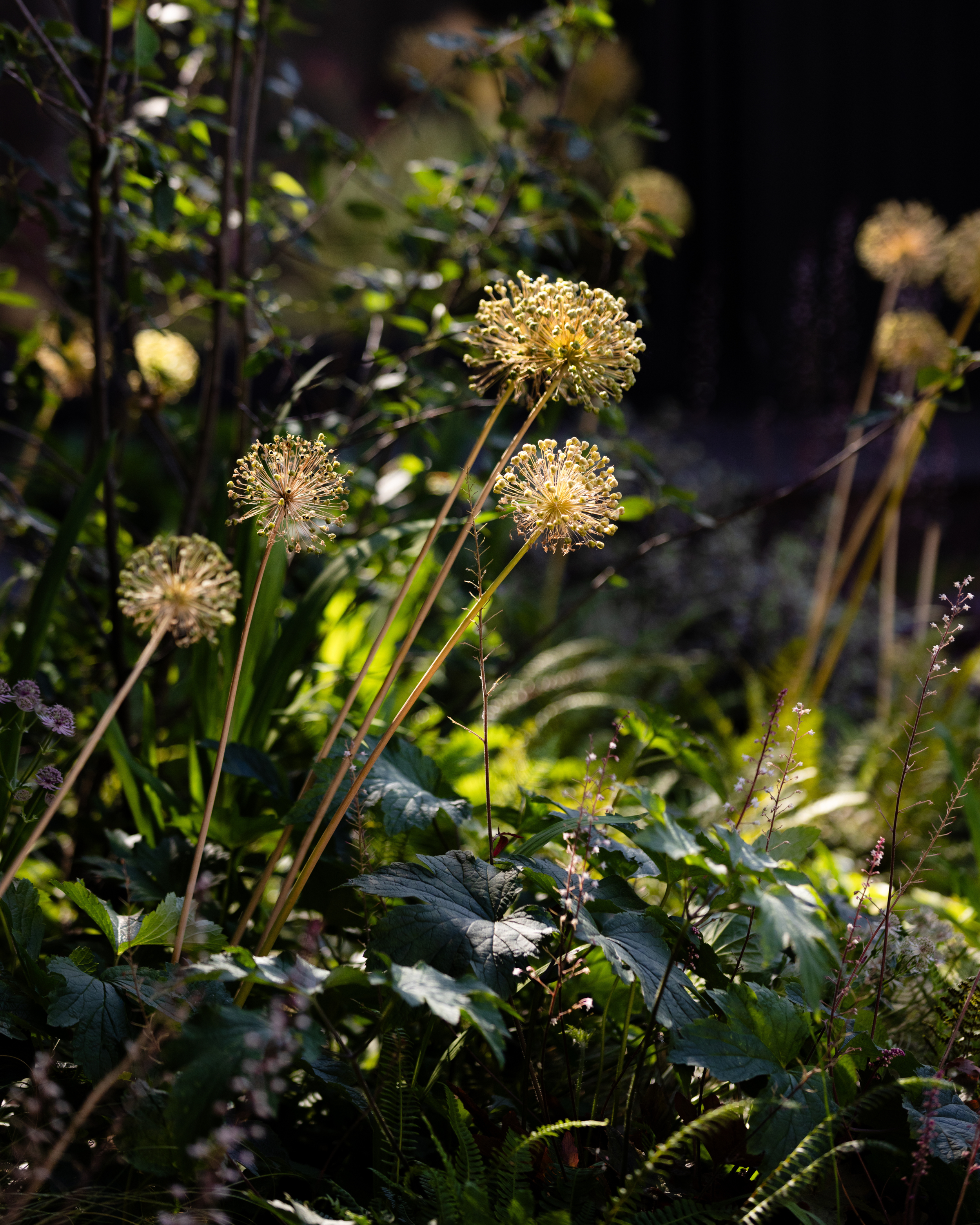 Nunhead Garden Design Plants