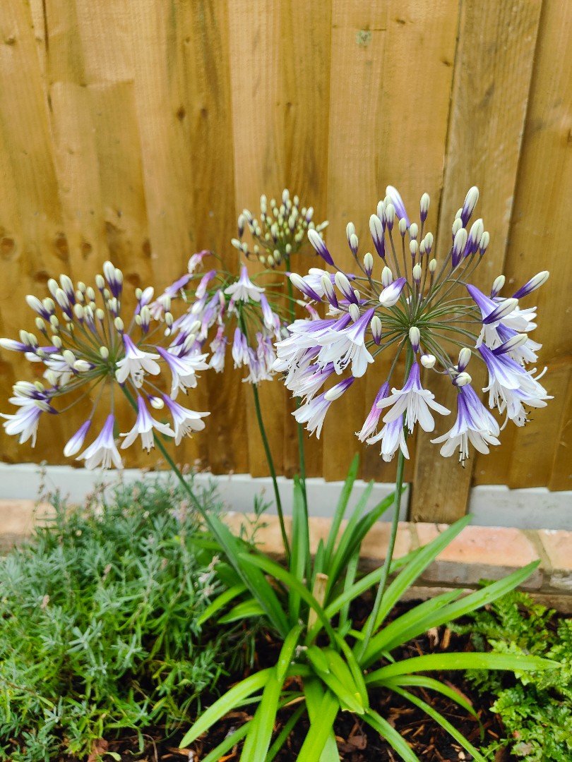 Blackheath Garden Design 33.jpg