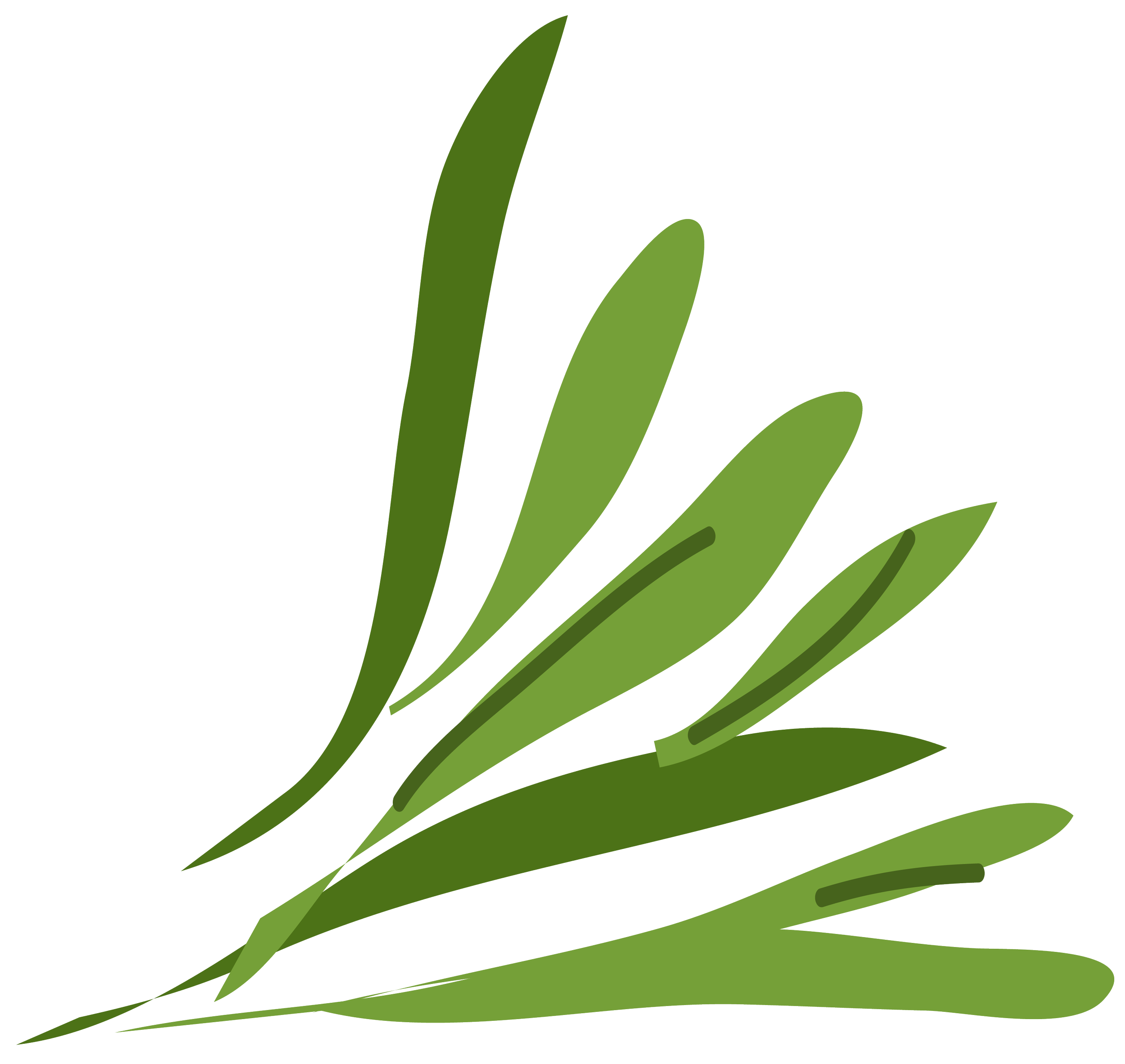 Close-up of green tropical leaves on a black background.