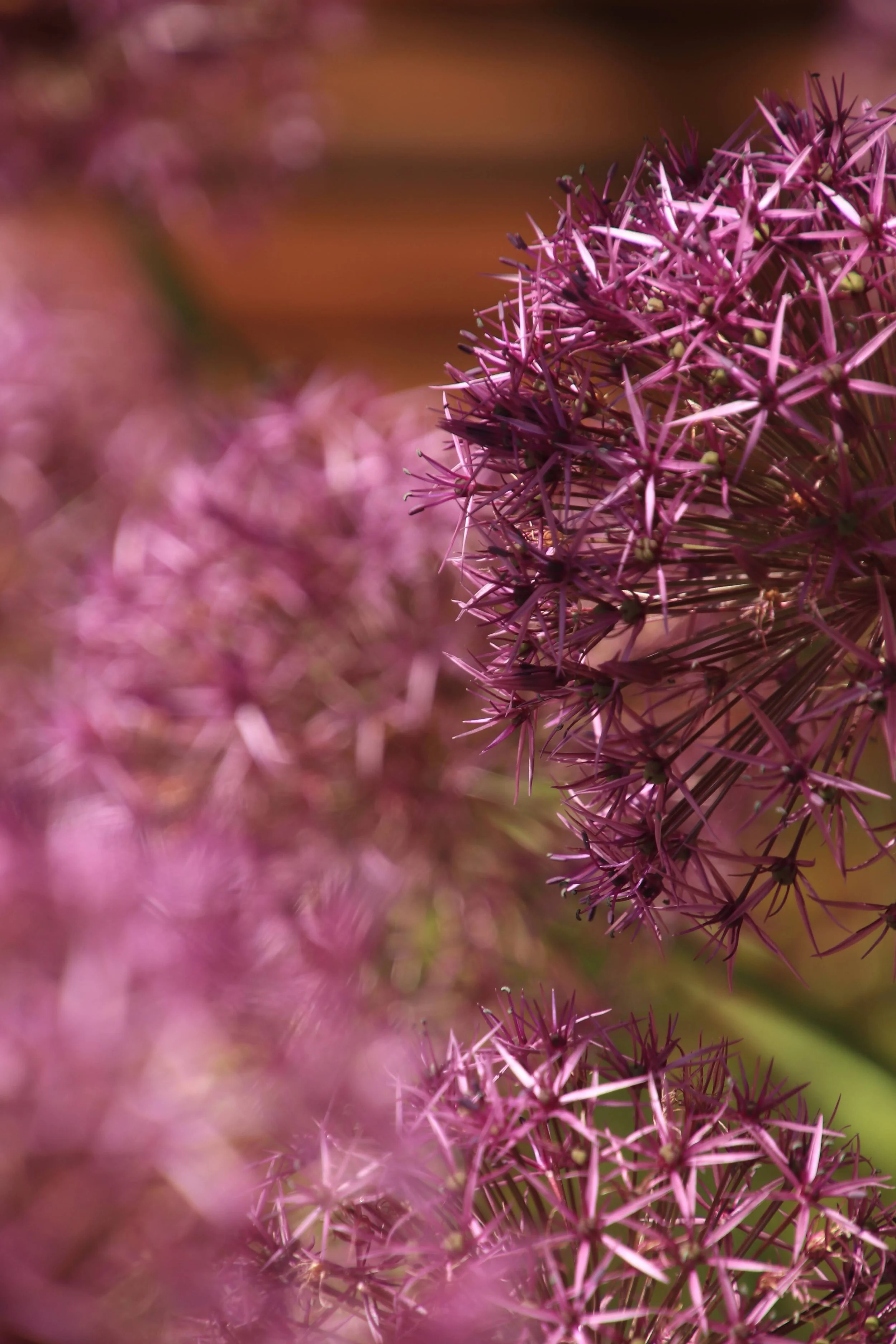 Clapham Garden Design London - Katerina Kantalis Design 30.JPG