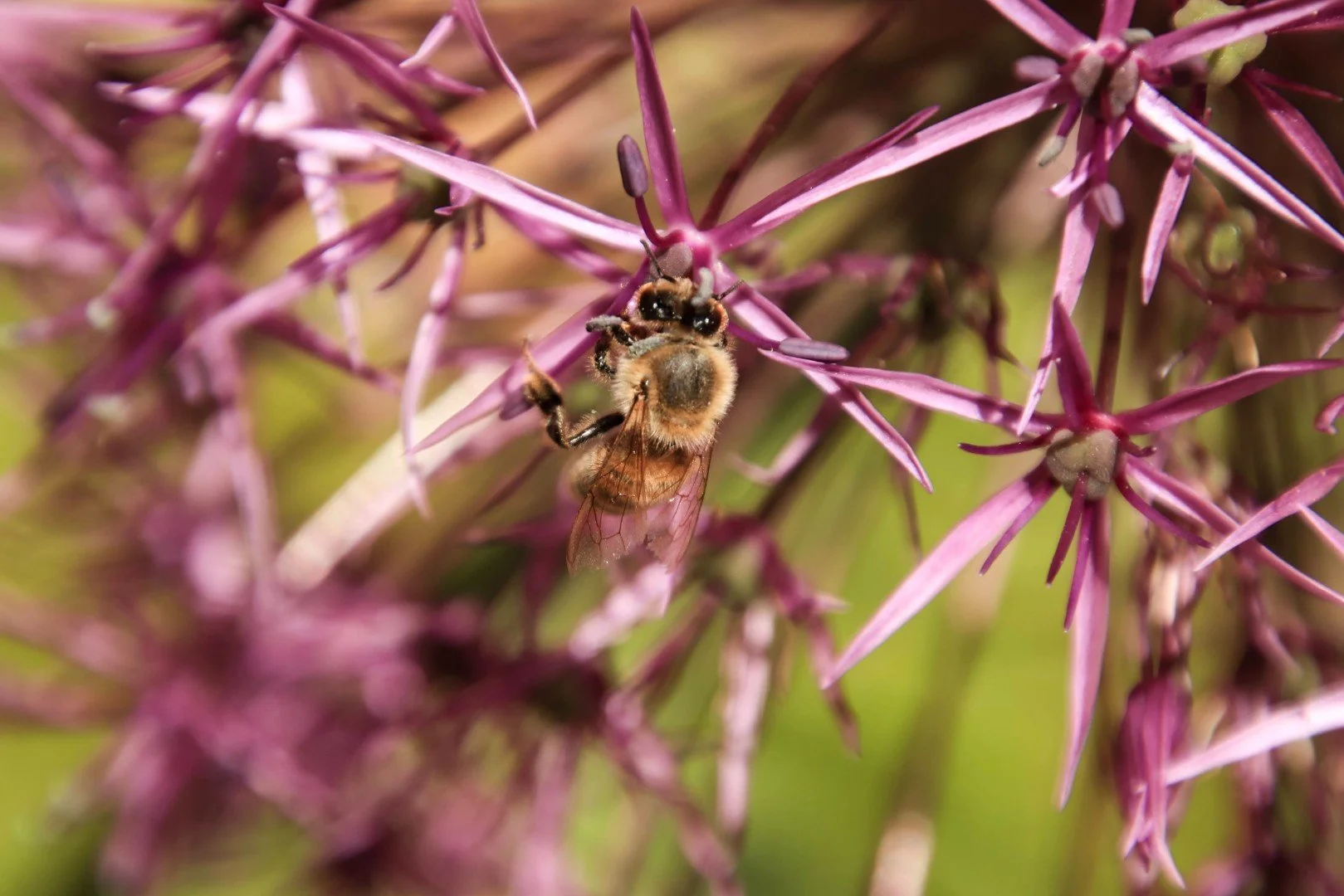 Clapham Garden Design London - Katerina Kantalis Design 1.jpg