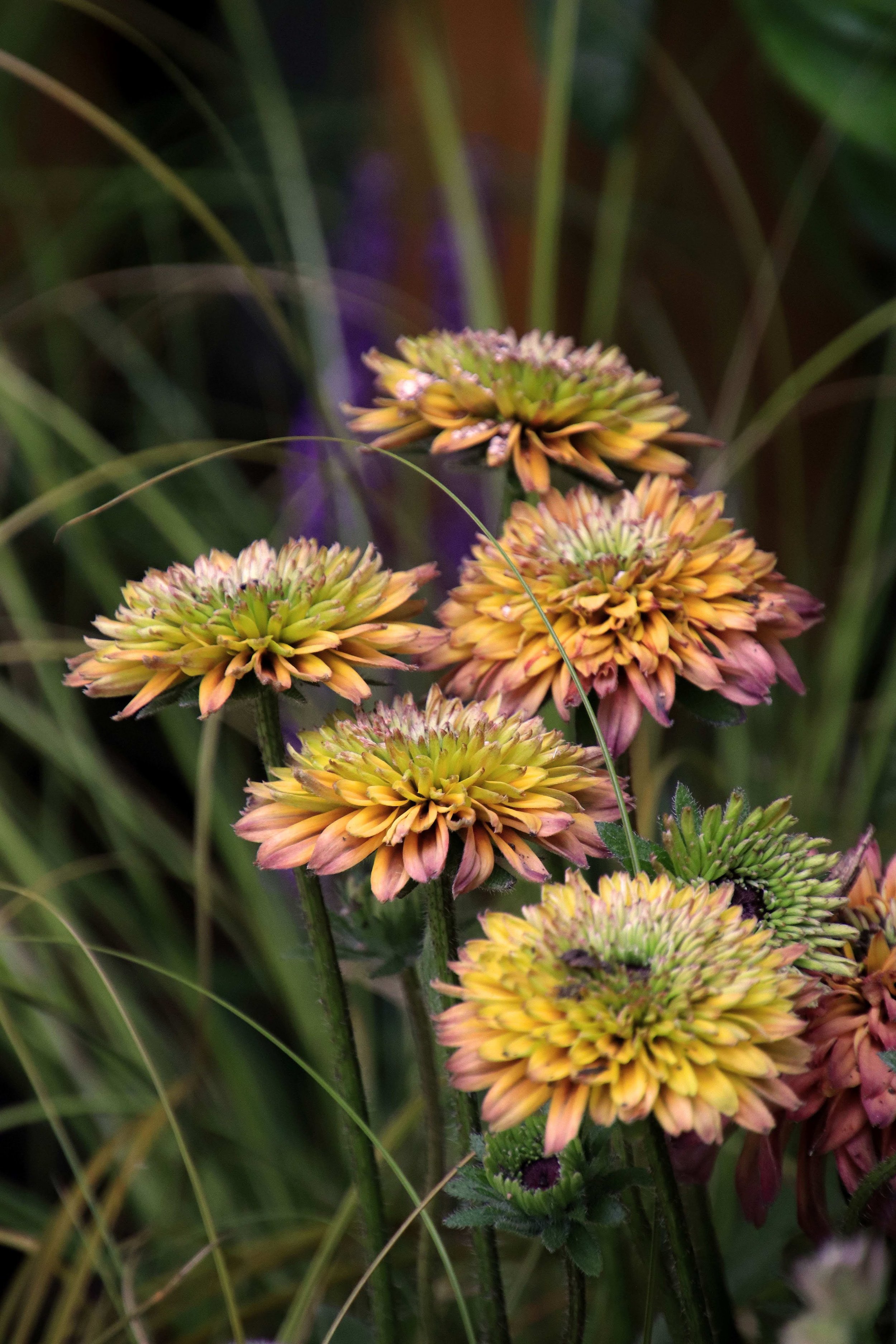 Balham Garden Design South London 19.JPG