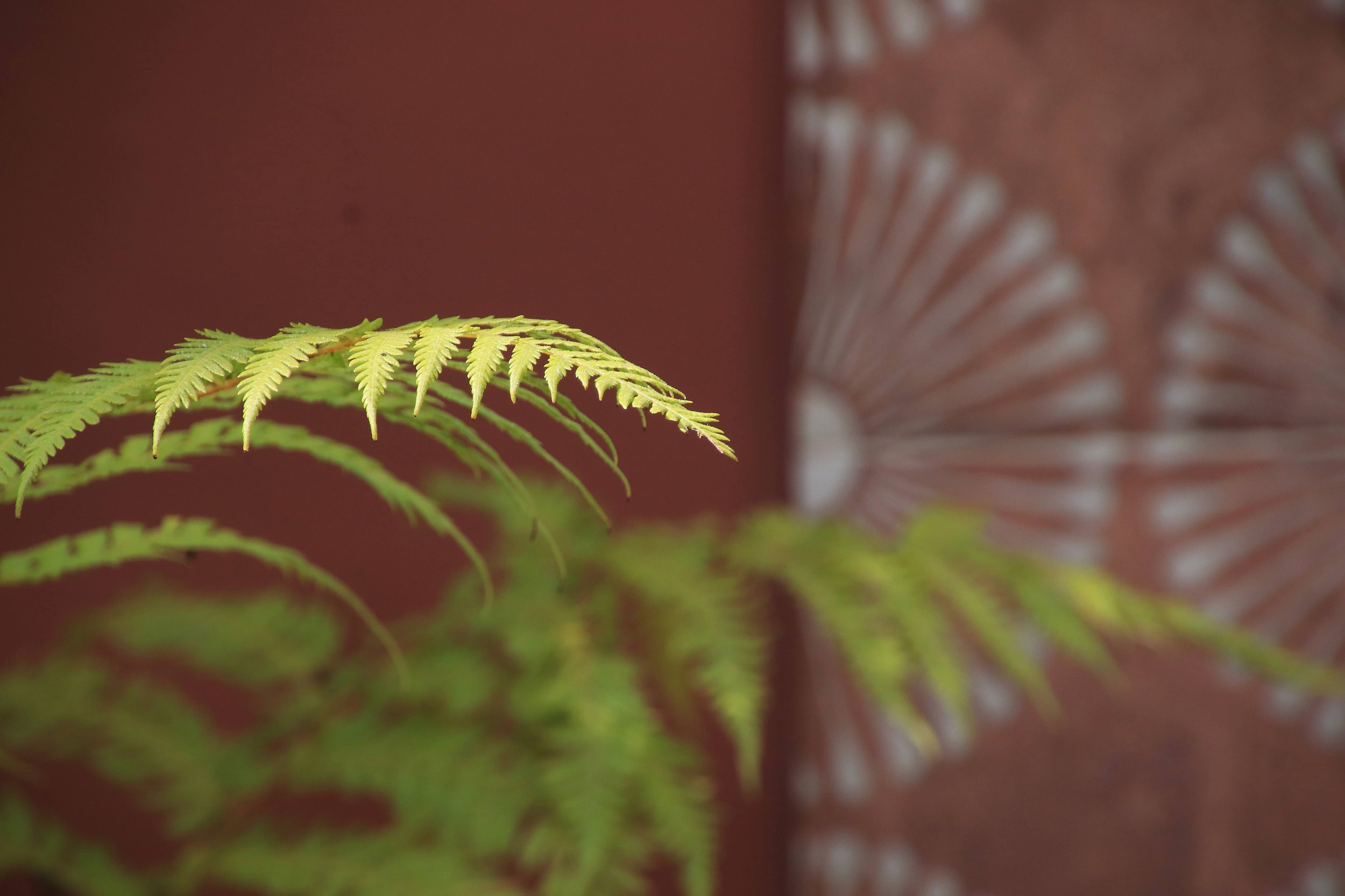 Balham Garden Design South London 22.JPG