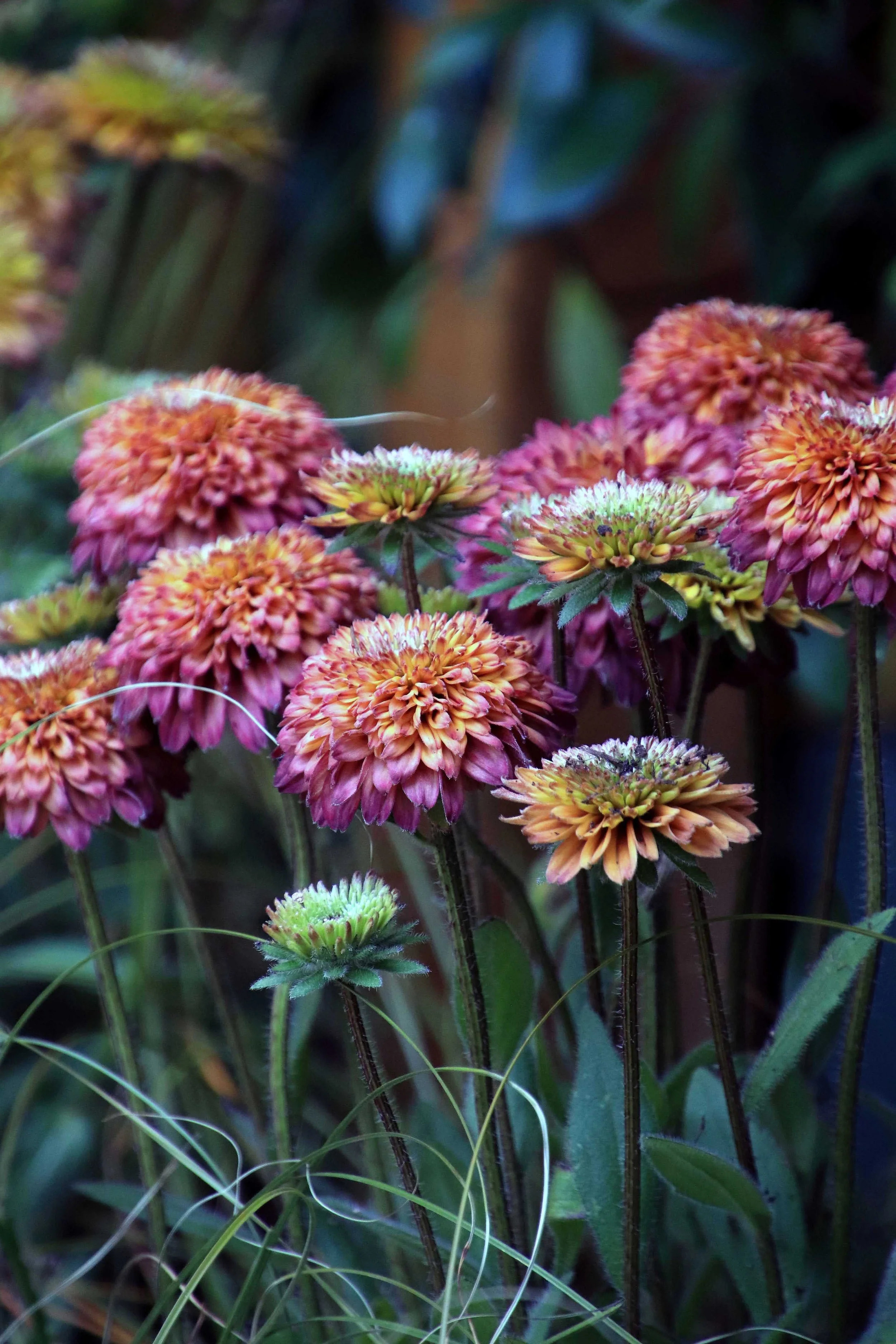 Balham Garden Design South London 20.JPG