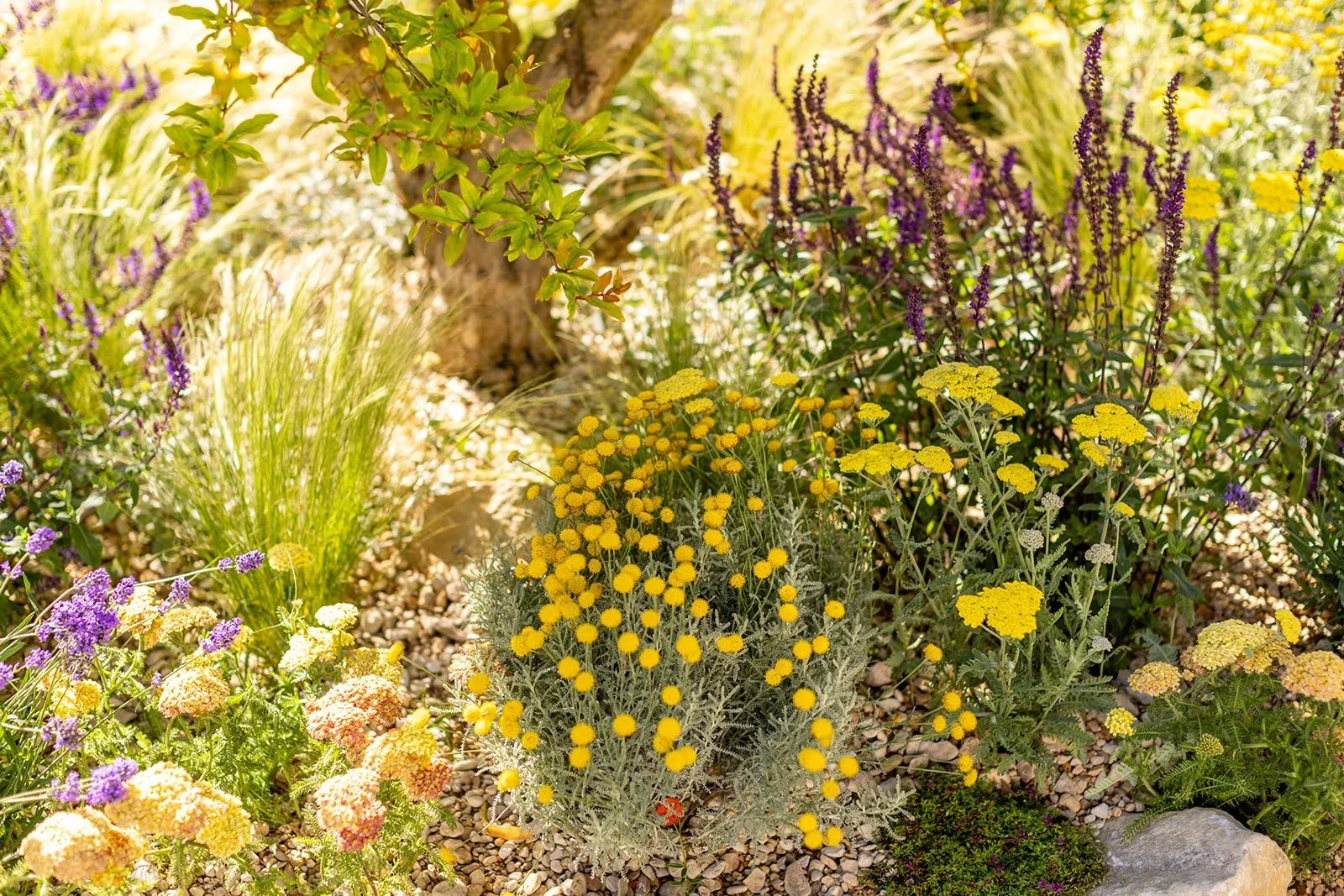 RHS Hampton Ct 2024 - Mediterranean - Show Garden Katerina Kantalis 15.jpg