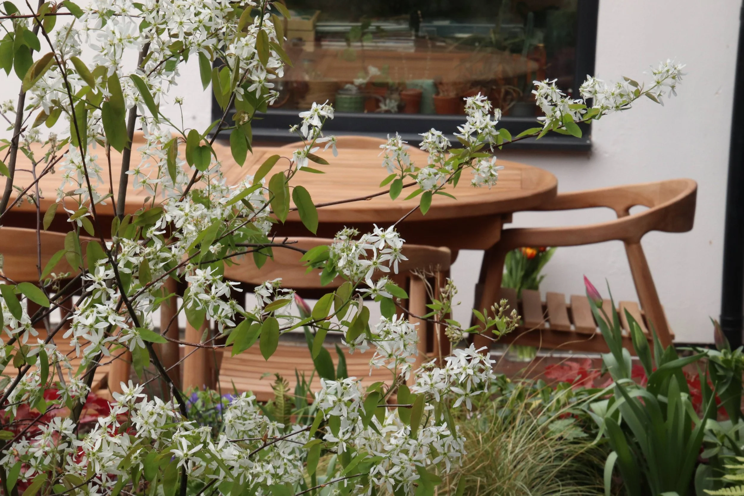 A flowering bush with white blossoms in front of a wooden outdoor table and chair set, with a window and some potted plants reflecting in the window.