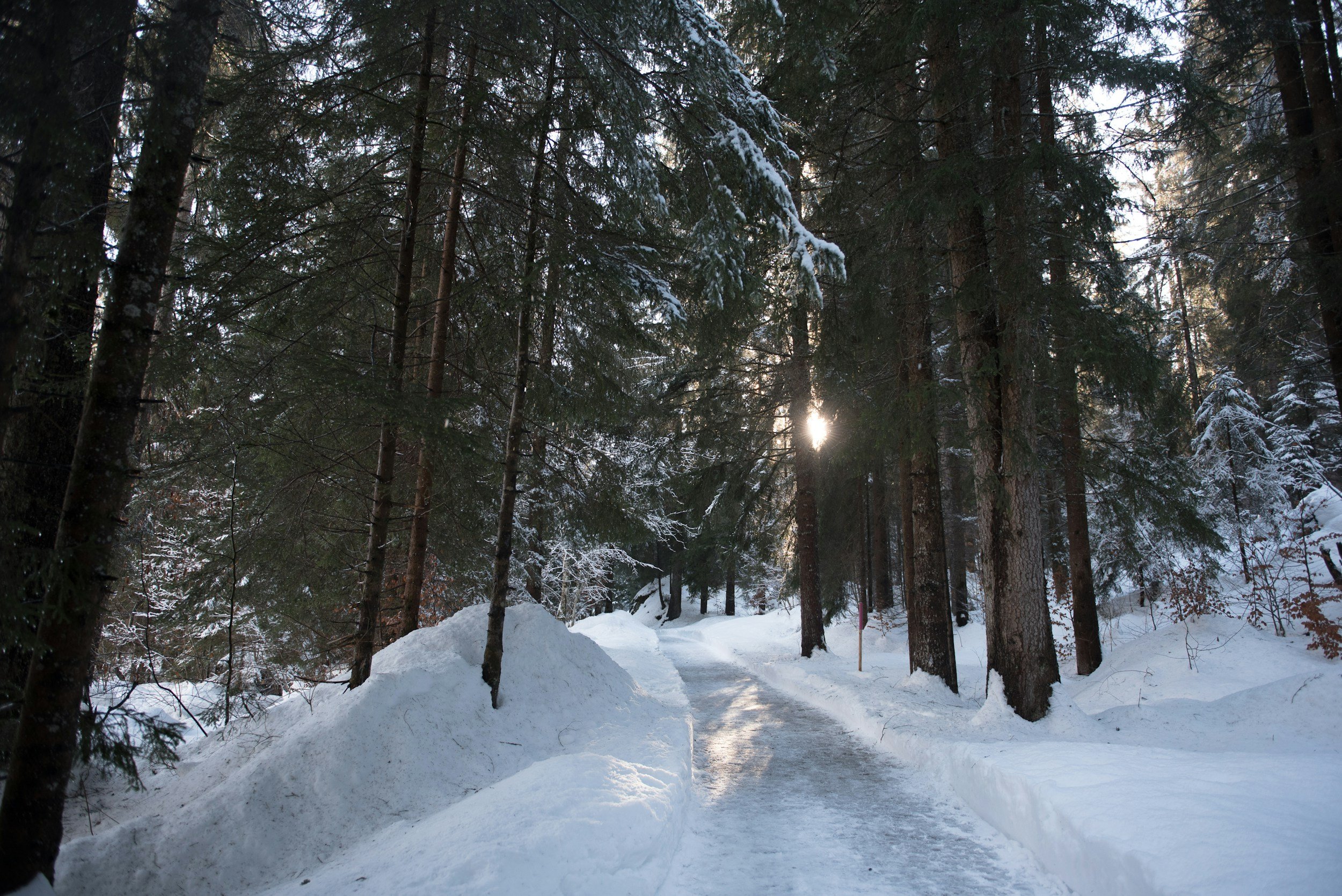 Forest Bathing in Winter: Why Cold Weather Nature Time Still Matters