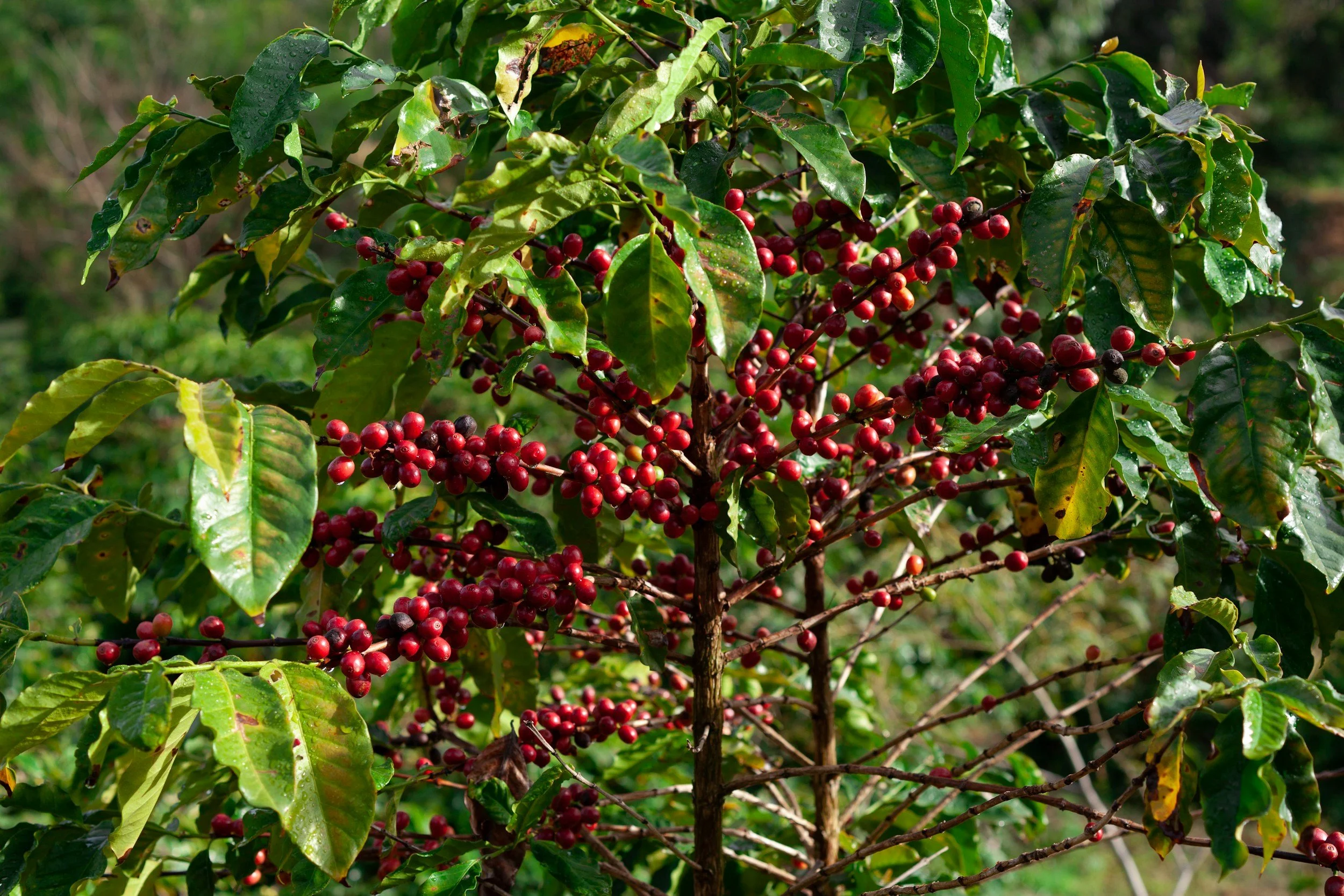 Shade-Grown Coffee: Why Growing Methods Matter for Birds and Biodiversity