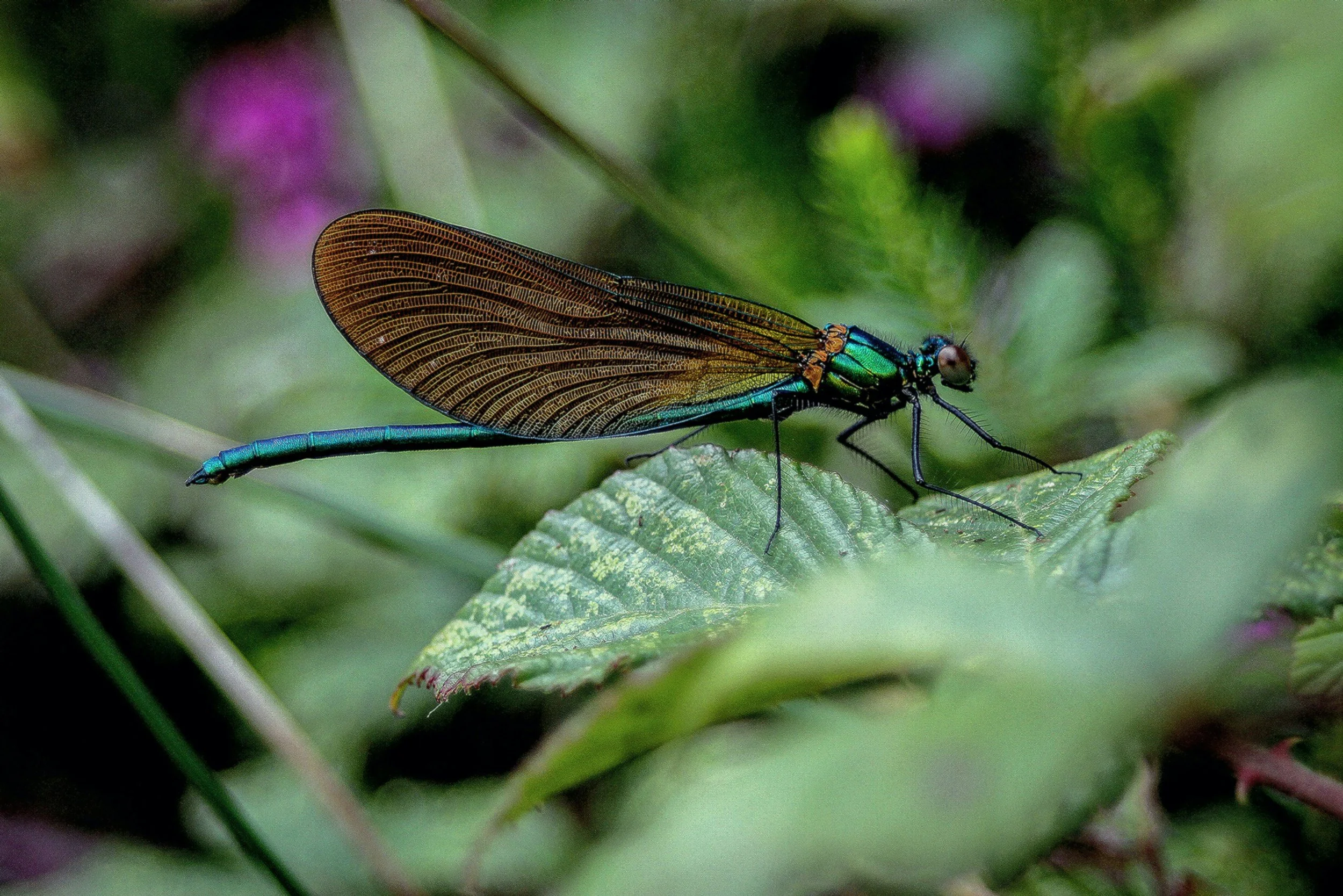 The Science of Biodiversity Loss