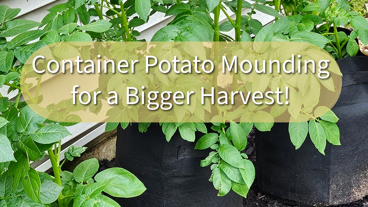 Potato Mounding | Growing Bigger Potatoes with Angeline Verdant