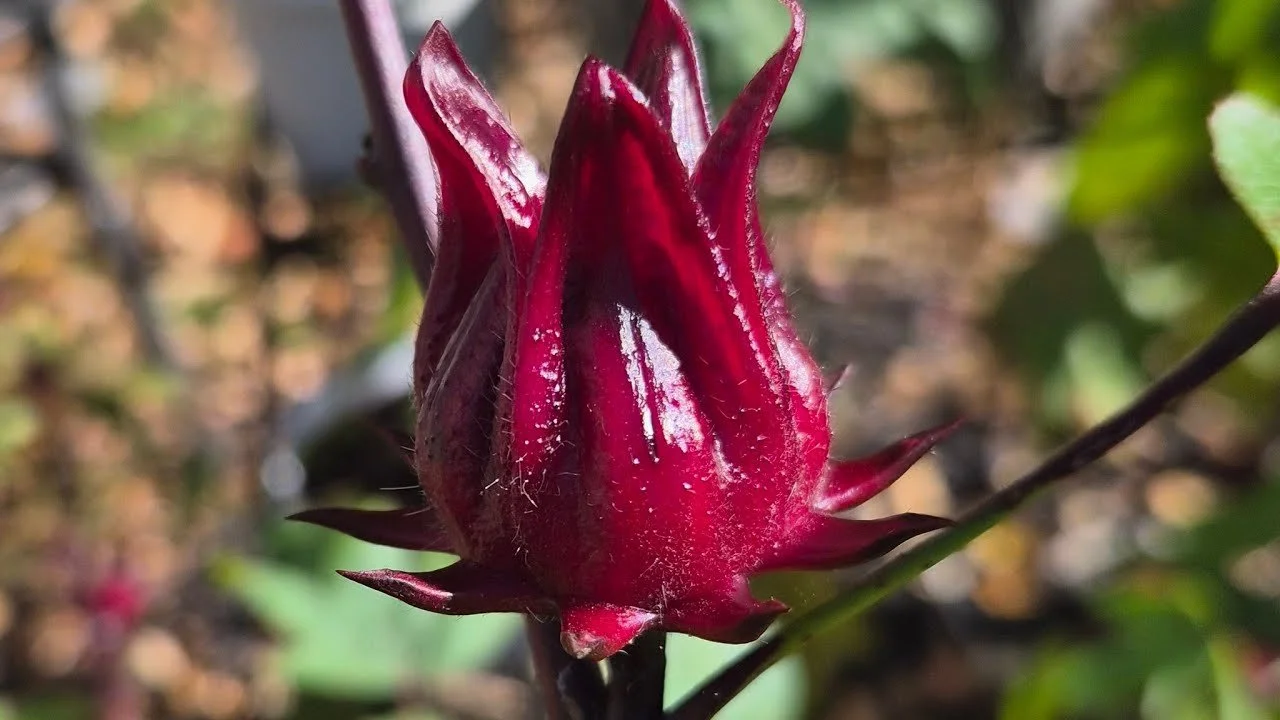 Harvesting Sorrel (Roselle) | When and How to Pick for the Best Flavor 