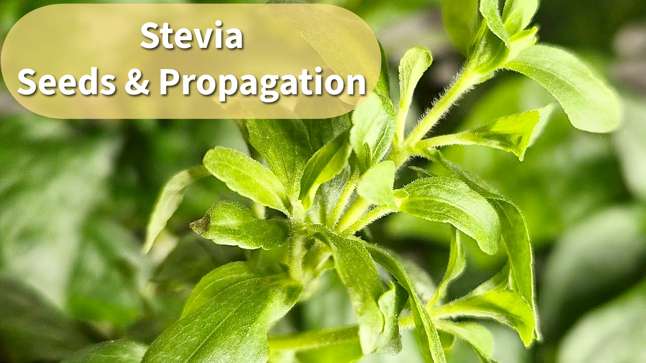 Stevia Plant | Seeding and Propagation Made Easy