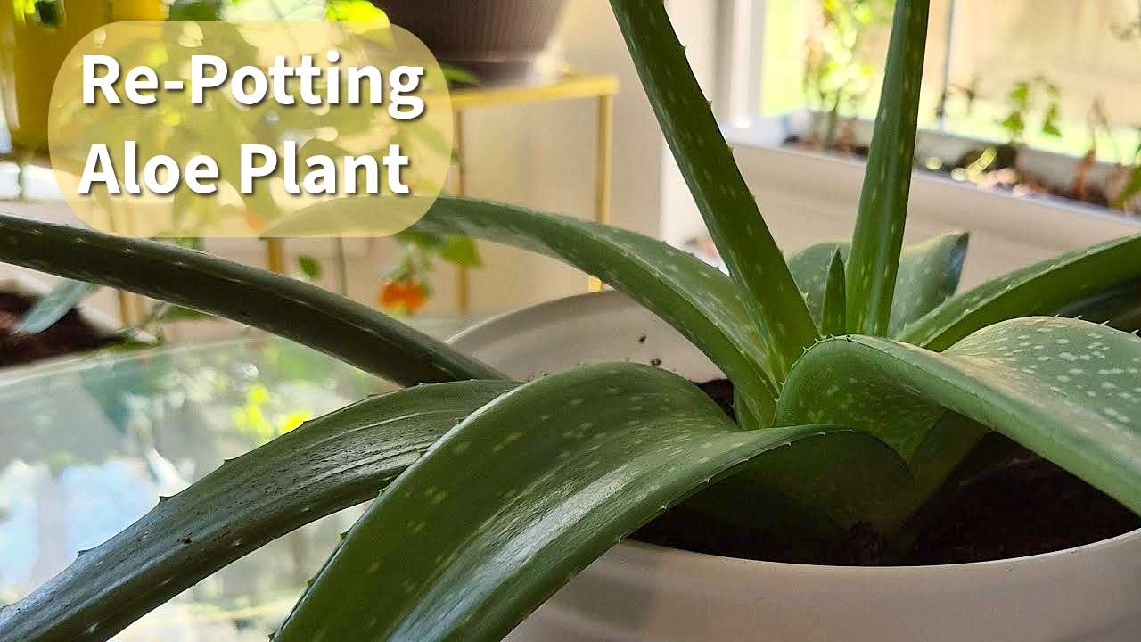 Easy, Repotting Aloe Plant
