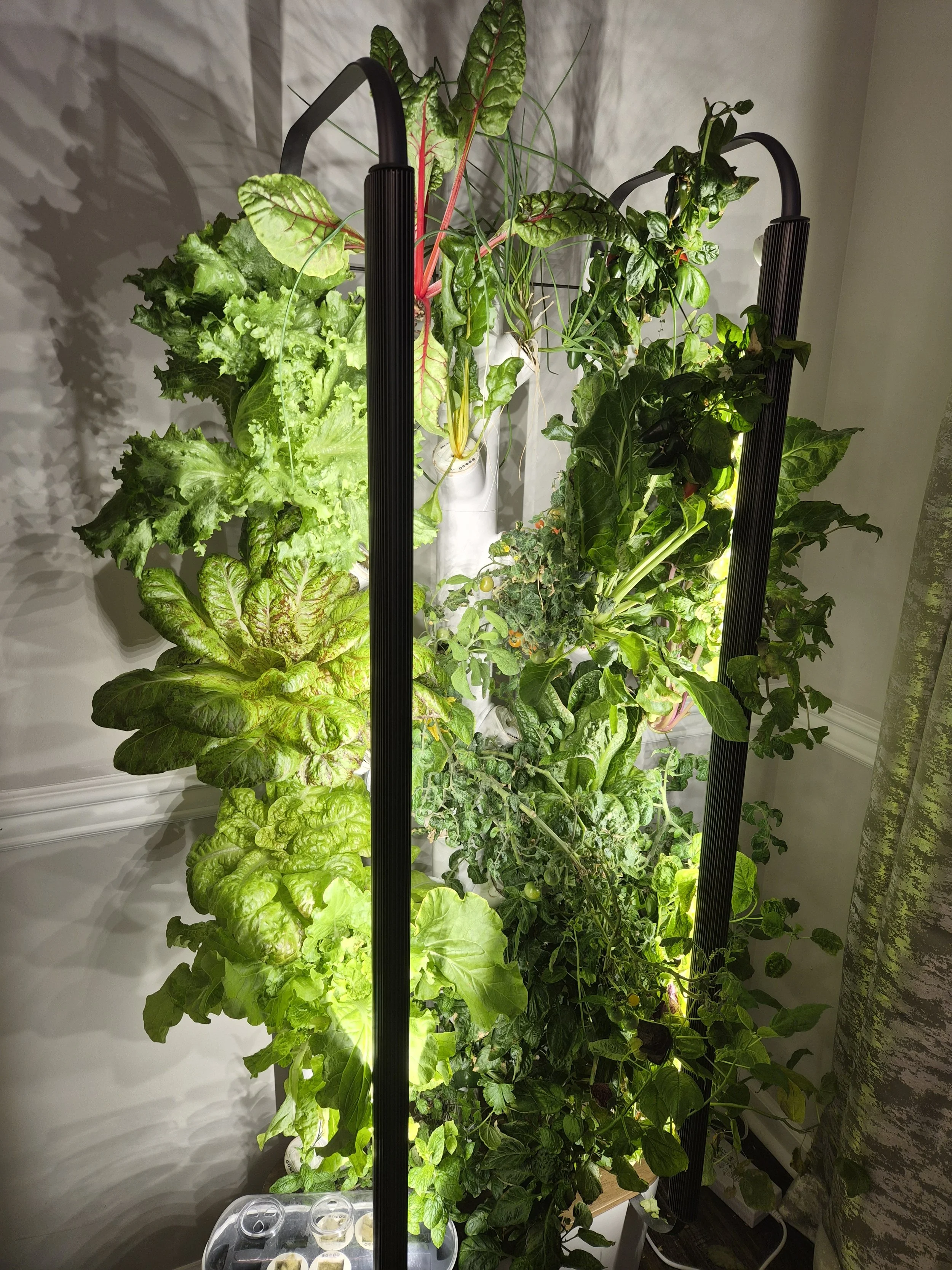 🌿 Fast Gardyn Tank Refresh with Angeline Verdant