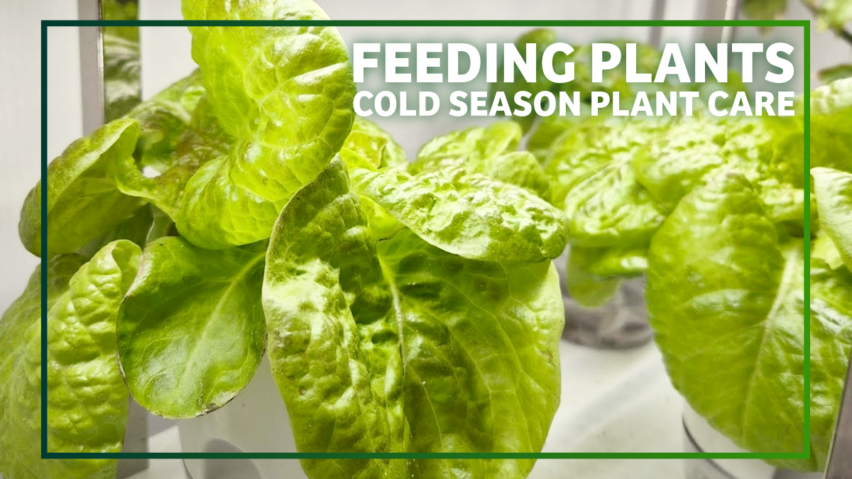 🥬 Growing Lettuce in Self Watering Planters 🌿