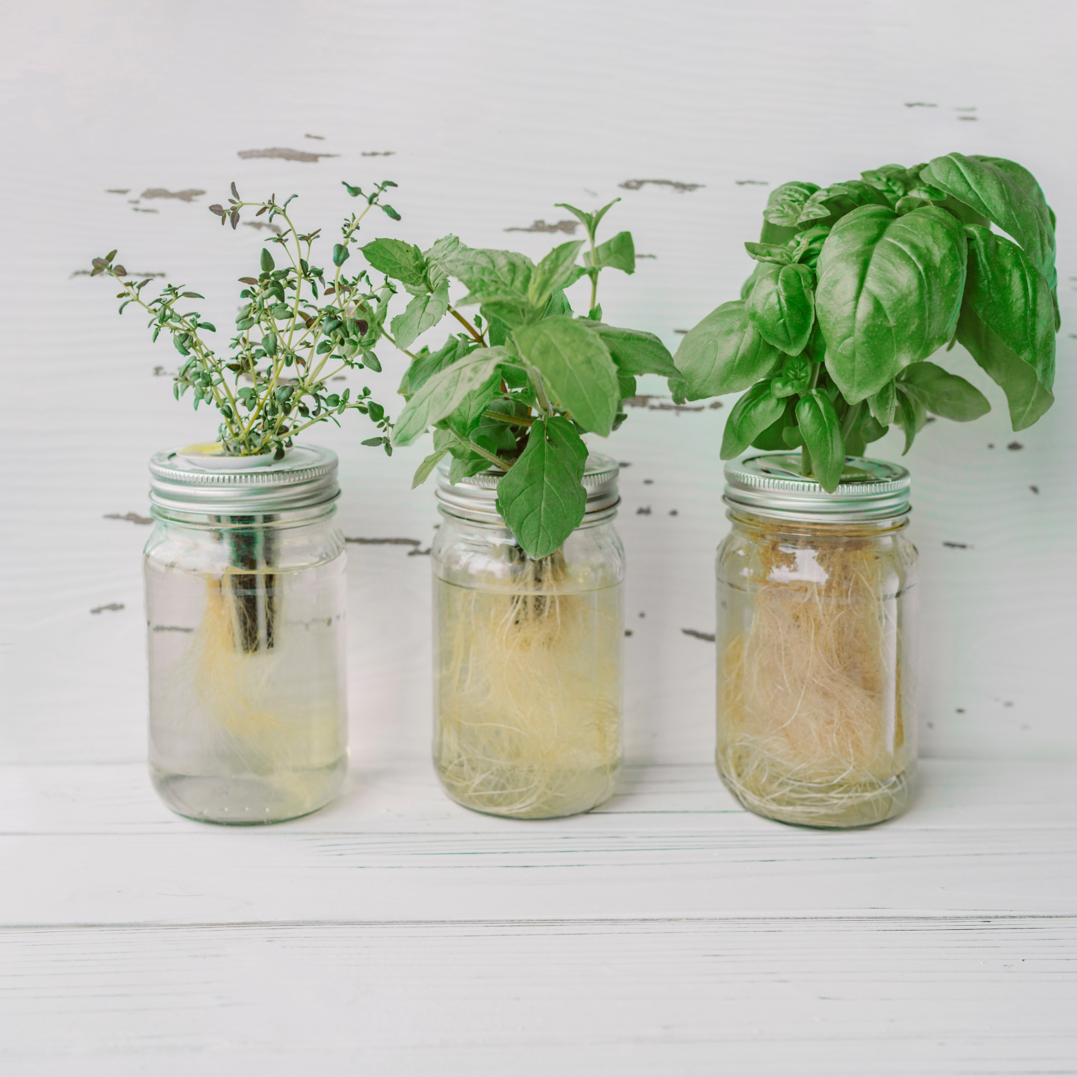 🌿 Hydroponics for Beginners | What to Grow First and What to Skip 