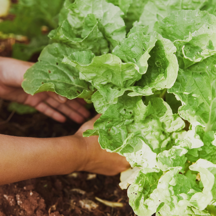 Sustainable Living Habits That Improve Everyday Wellness