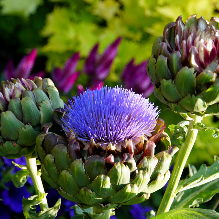 Artichoke