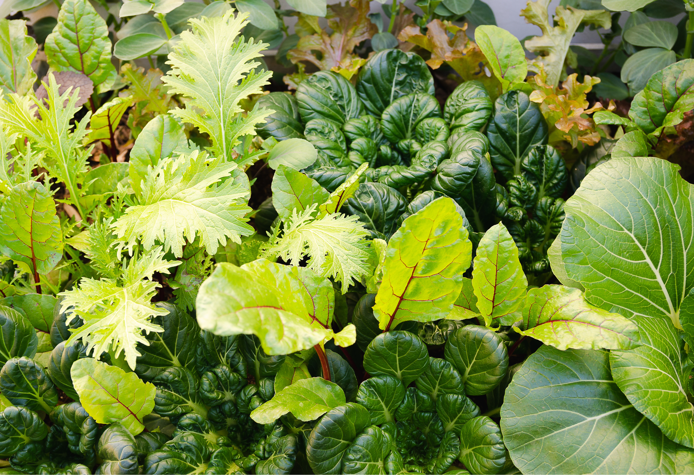 Why Gardens Struggle and What Actually Helps Them Thrive