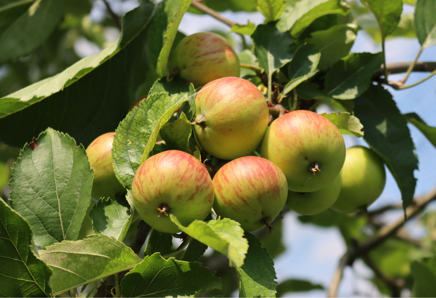 Why Plant Variety Matters More Than Season in Home Gardening