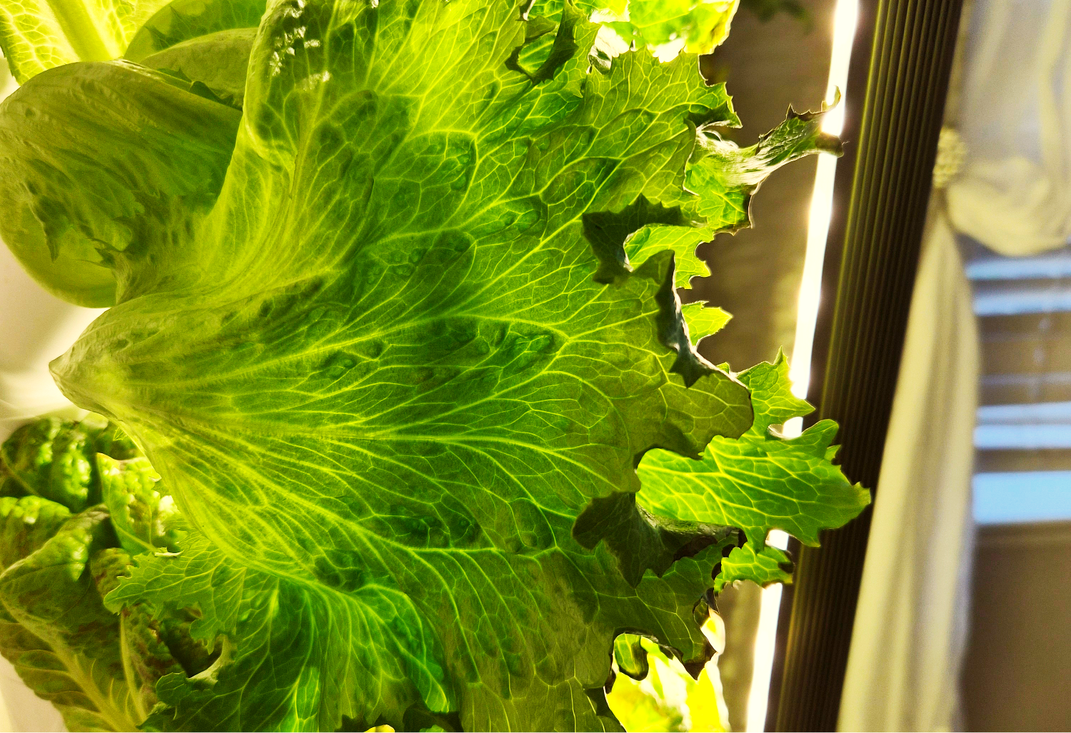 What Actually Slows Indoor Plant Growth and How to Fix It