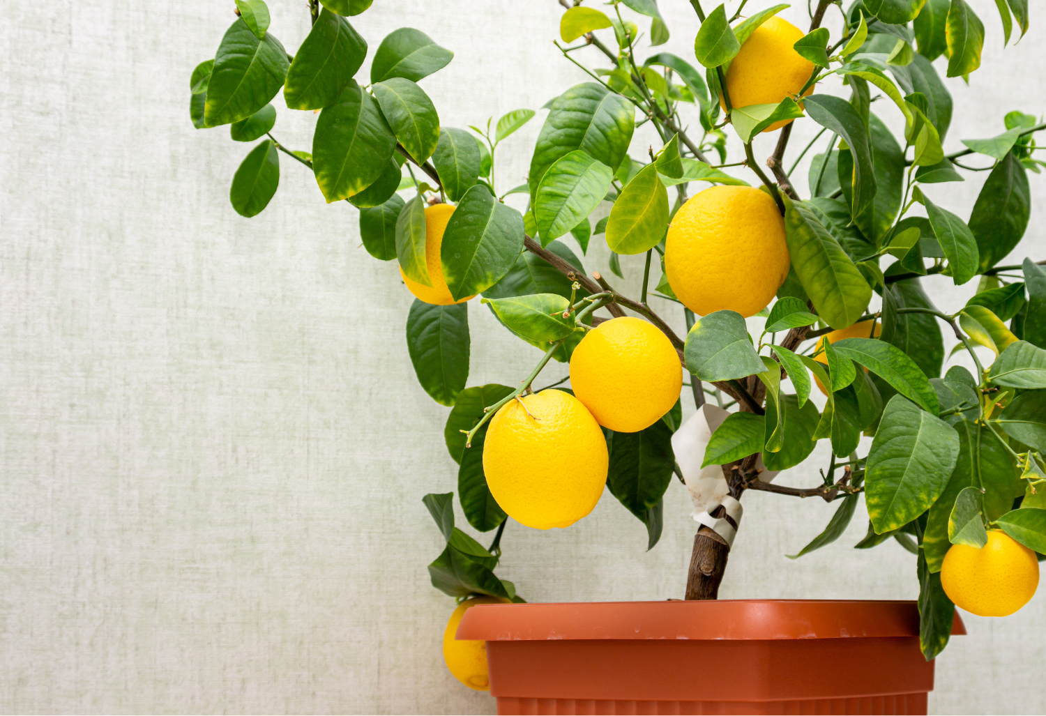 Improved Meyer Lemons - Why Overwatering Causes More Damage Than Underwatering 