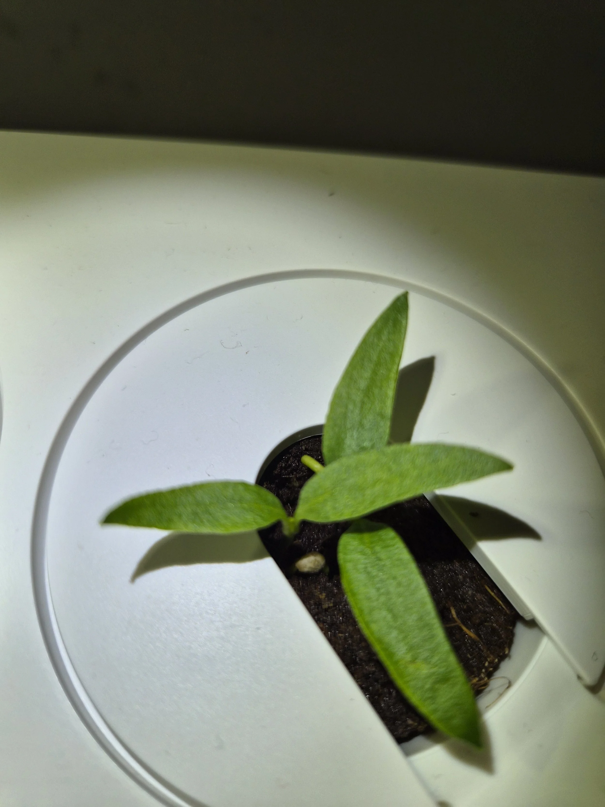 10 Easy Starter Plants for Hydroponic Systems