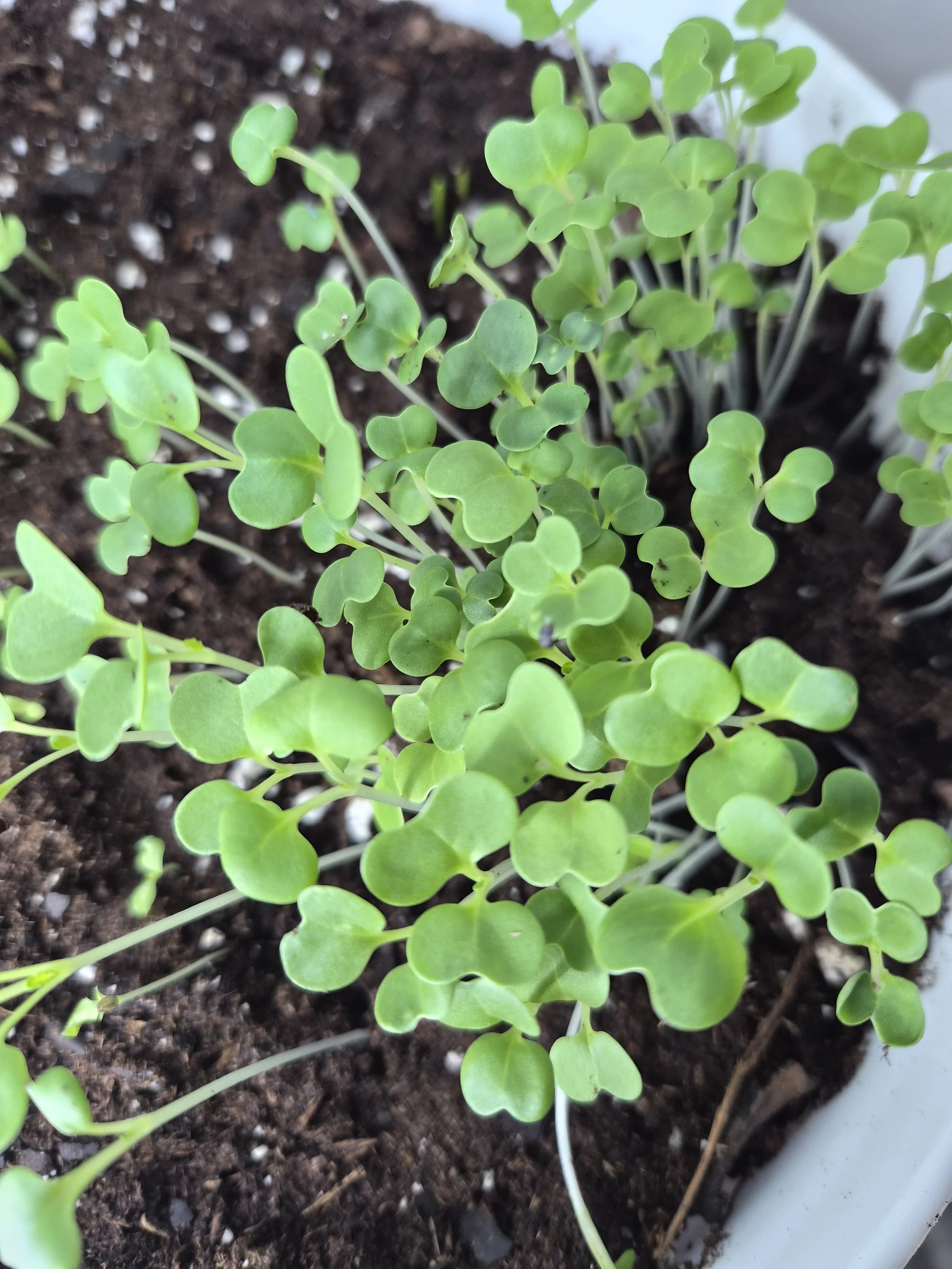 What Is Healthy Soil and Why It Matters