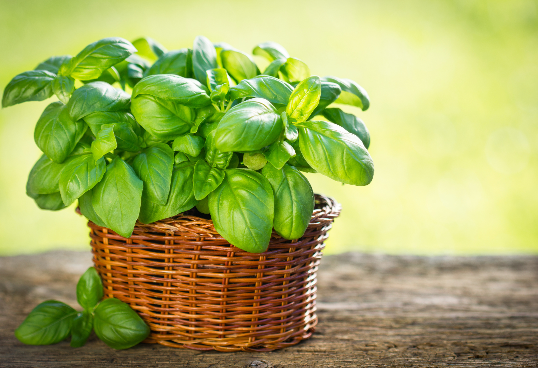 Basil Plant Guide | How to Grow Basil Indoors and Outdoors — Angeline ...
