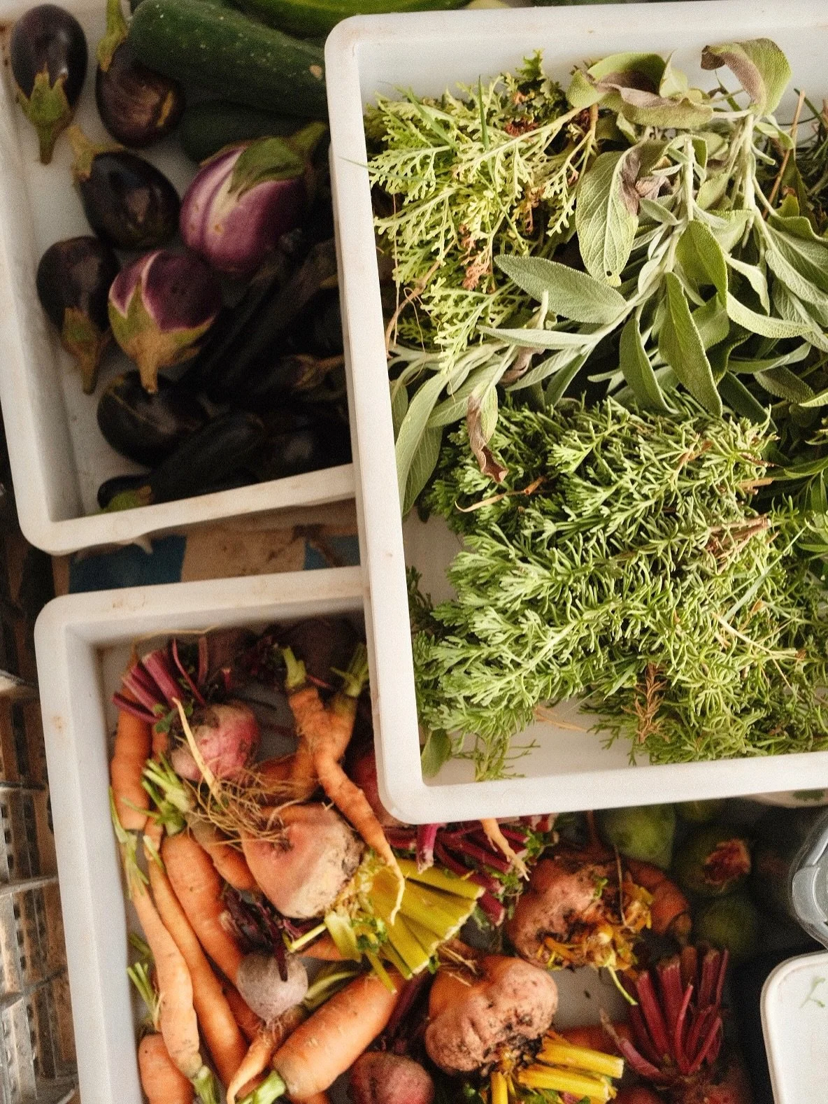Fresh vegetables including purple eggplants, zucchini, carrots, radishes, and greens in white crates.