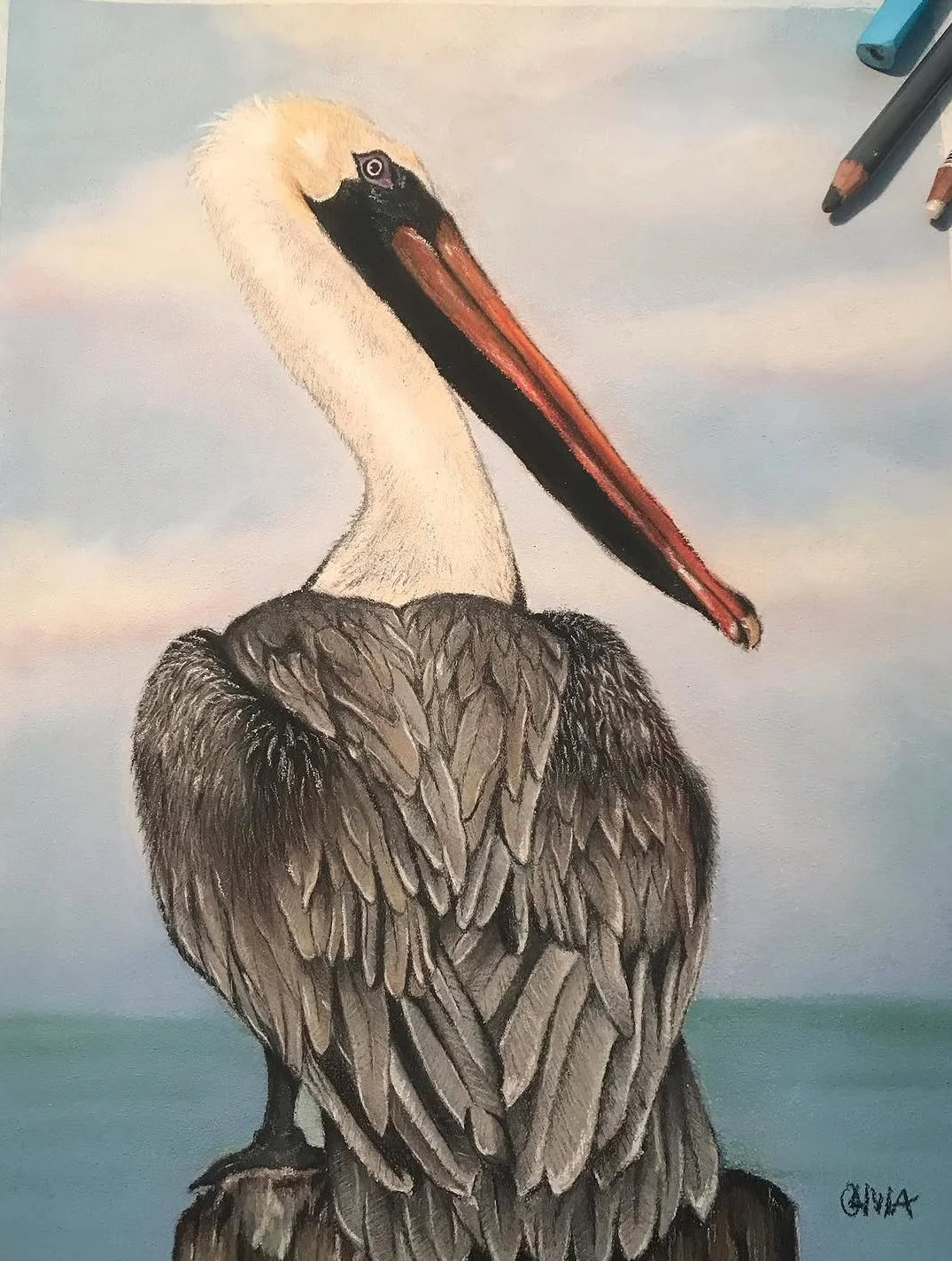 Pastel Pelican