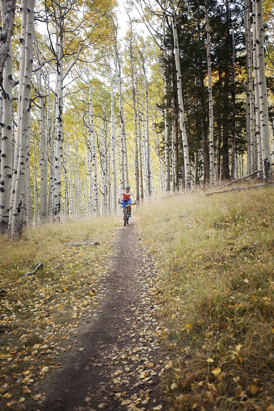A person riding a mountain bike along a narrow dirt trail through a forest of tall, slender aspen trees with fall foliage.