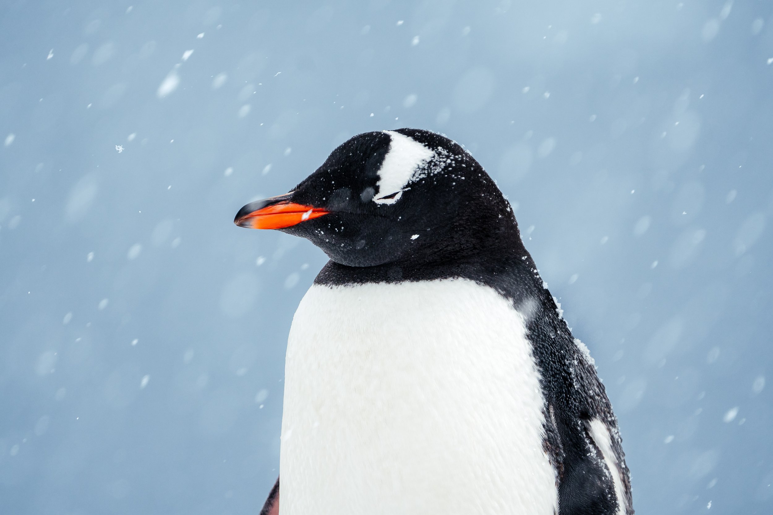 2025_HX_Antarctica_Content_Marvin Kuhr_38-2.jpg